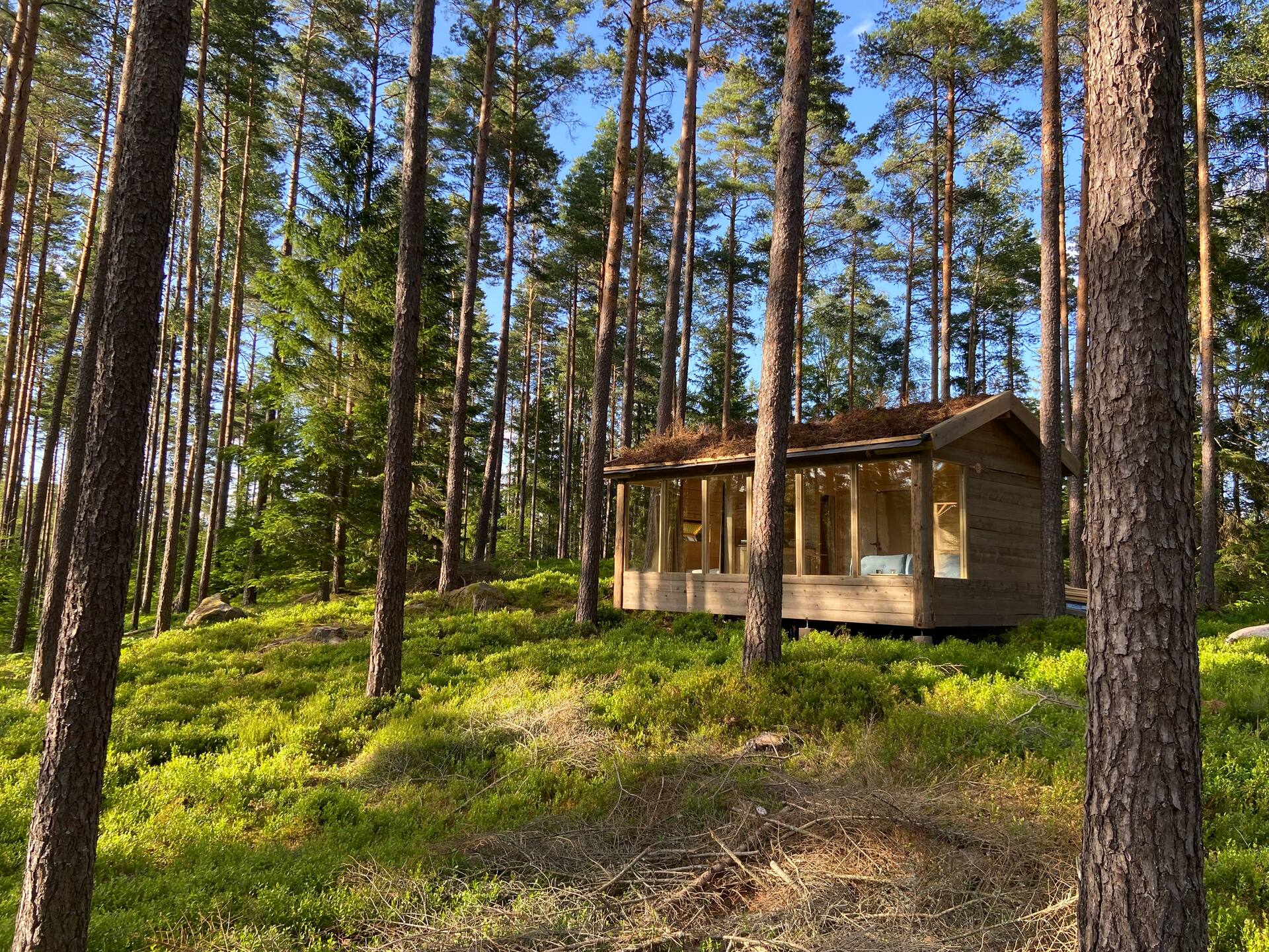 Forest house among blueberries and pine trees
