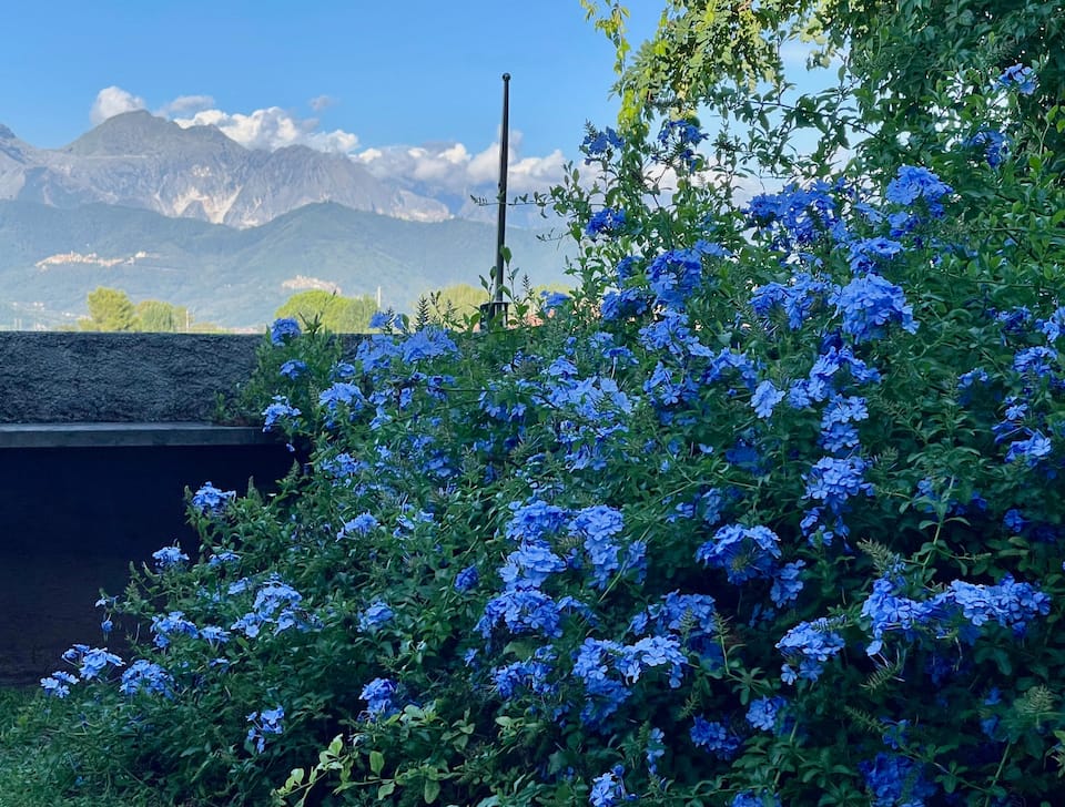 plumbago blue — foto 1