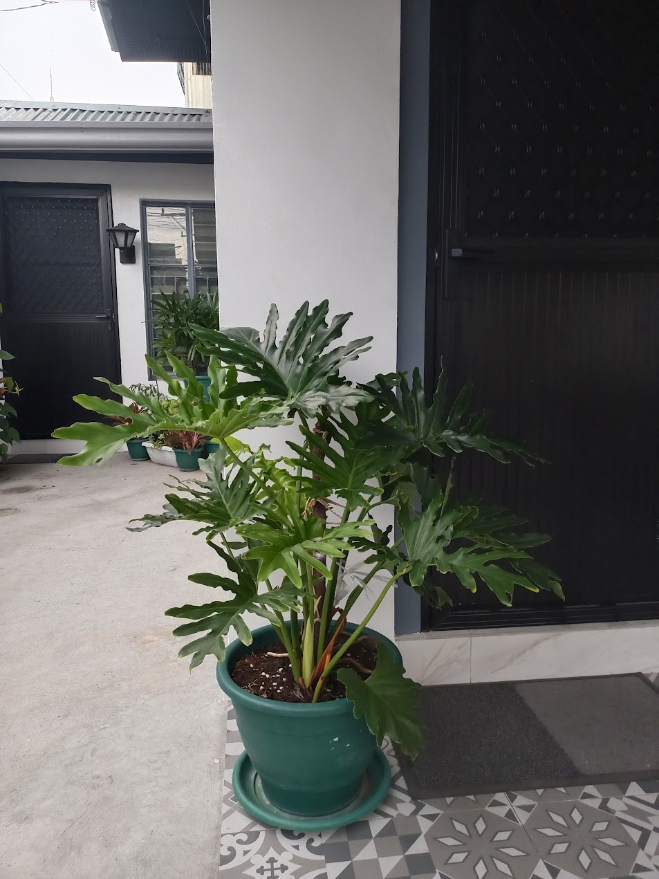 Ulazna vrata s mrežicom za komarce okružena su bujnim filodendronom, a iza njih se nalazi dnevni boravak. Drugi ulaz s vratima vodi izravno u blagovaonicu.