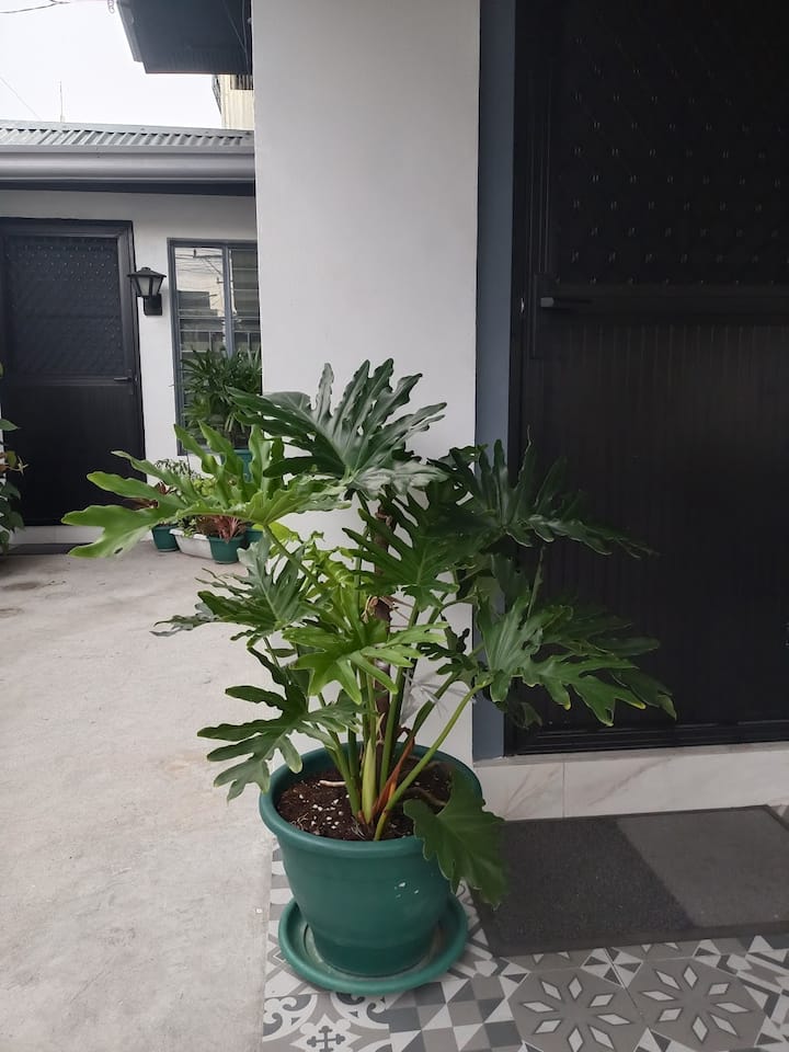 דלת הכניסה הקדמית, המוקפת בעץ פילודנדרון שופע, נפתחת לסלון. כניסה שנייה עם רשת ינעלת ישירות לחדר האוכל.