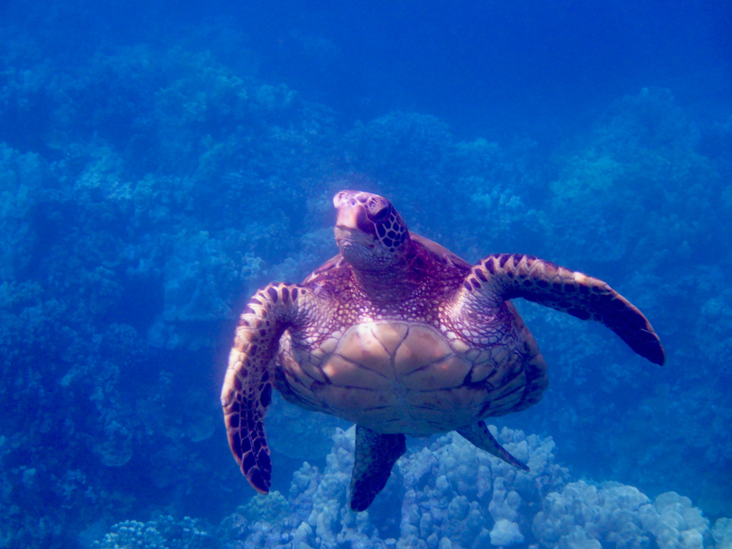 Makani A Kai B5- Beachfront 15 feet to Sugar Beach - Image 8