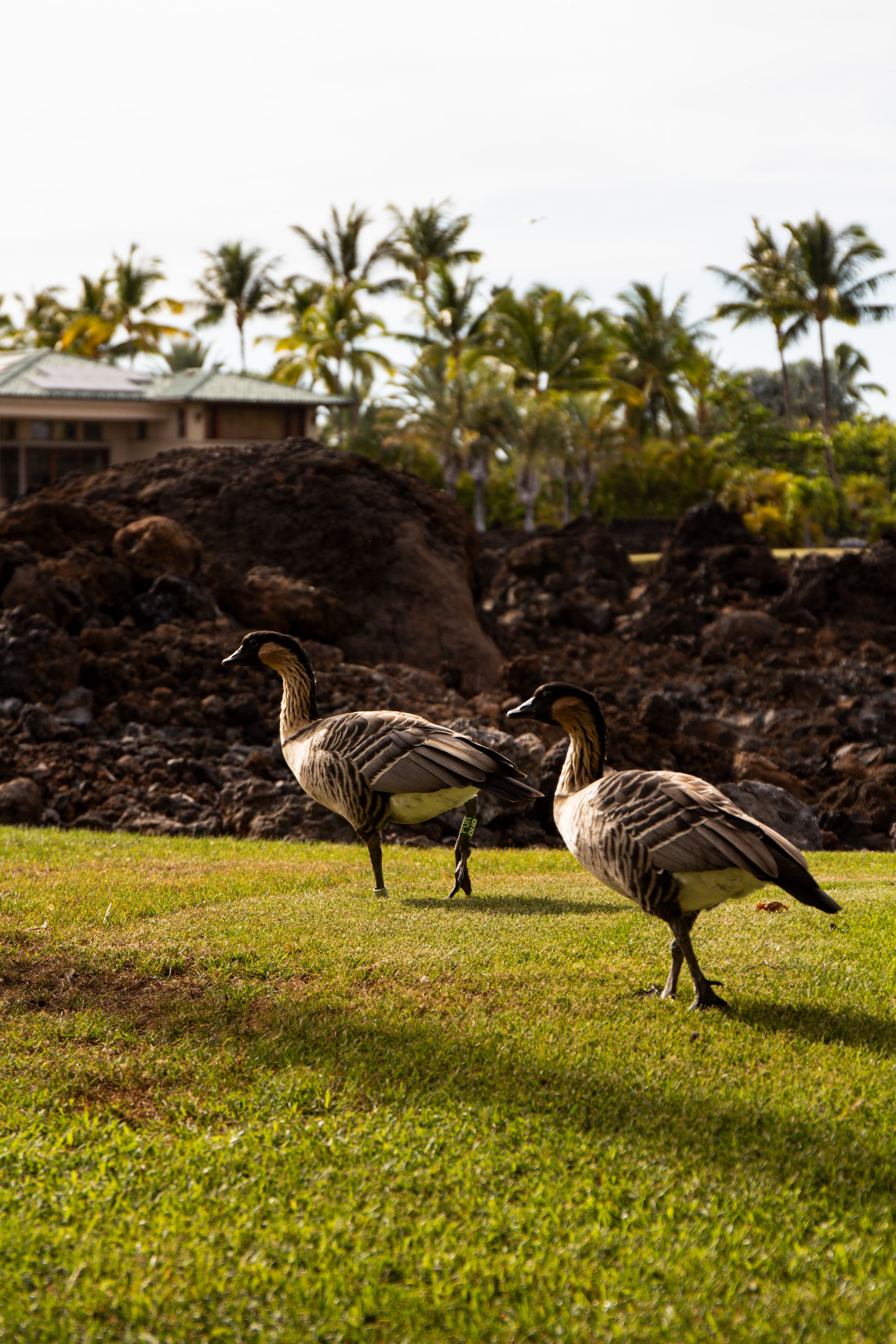 Townhouse in Waimea · ★5.0 · 3 bedrooms · 6 beds · 3 baths - Image 132