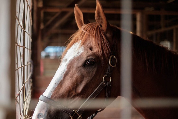 A chestnut horse stands in a stable, its mane gently illuminated. The horse's attentive gaze is framed by vertical bars, highlighting its features. Soft light filters through the stable, casting a serene atmosphere.
