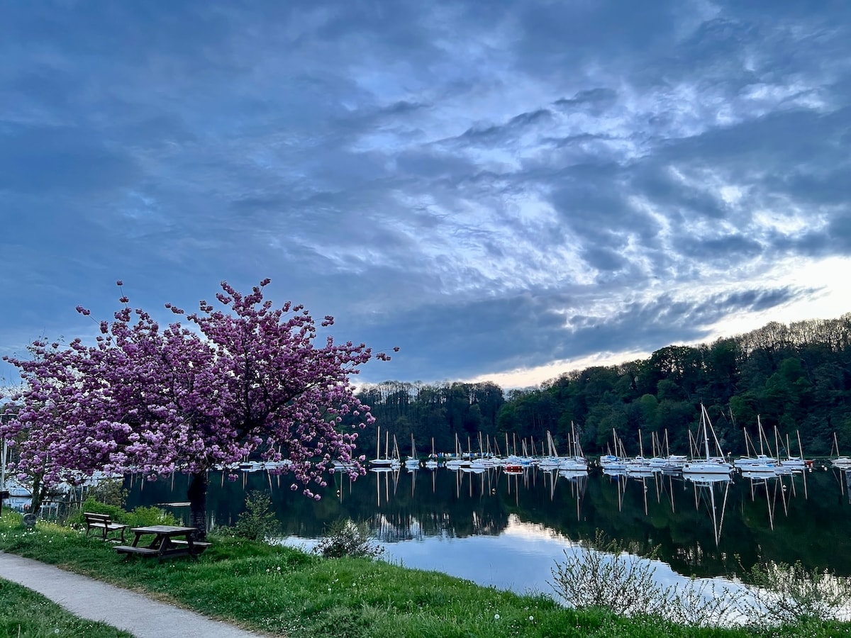 A serene riverside scene features a blooming tree with pink blossoms beside a waterway. Reflections of sailboats can be seen on the calm water, with lush green trees lining the opposite bank, set against a backdrop of a dramatic sky.