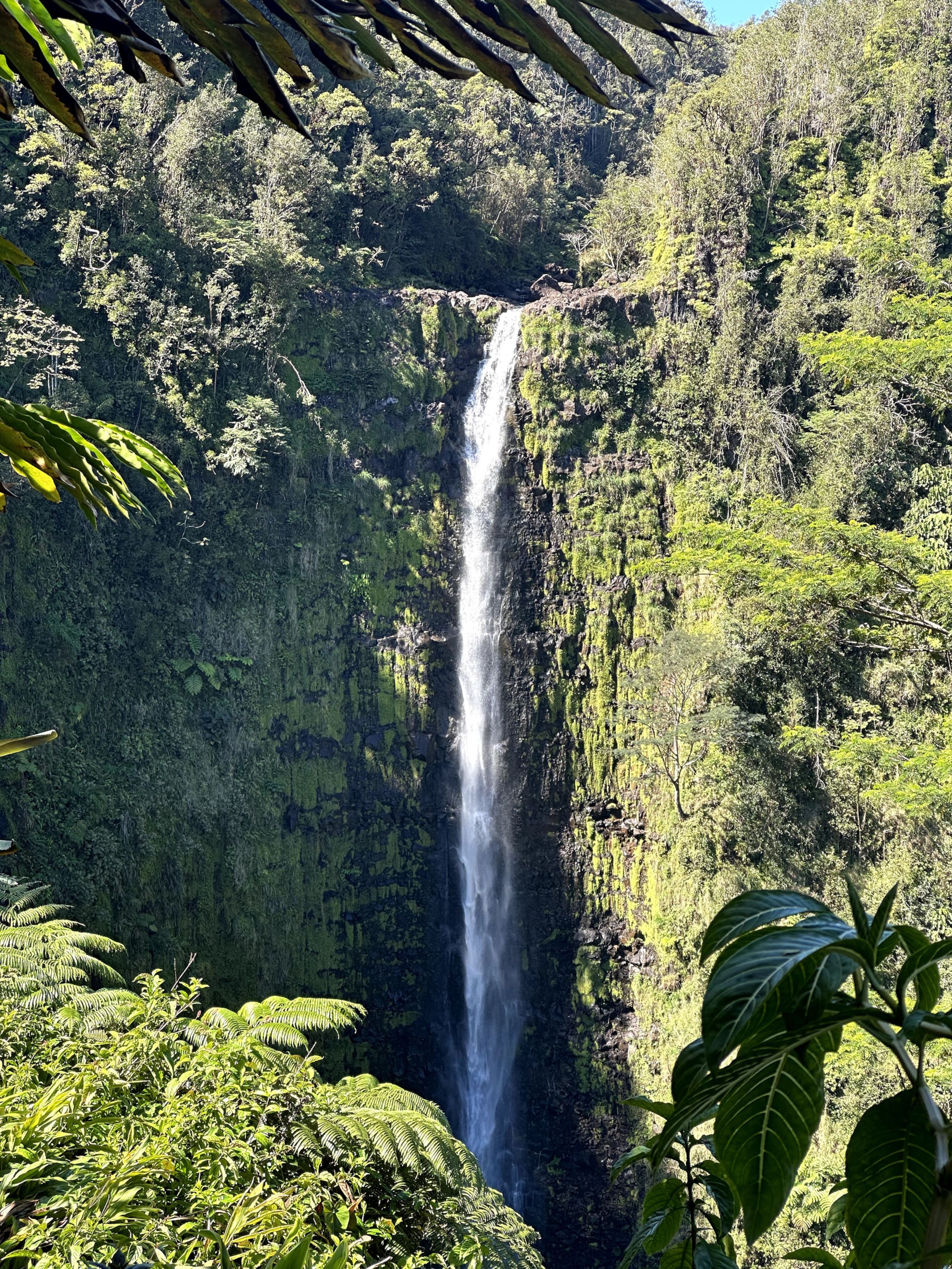 Home in Hilo · ★4.86 · 1 bedroom · 1 bed · 1 private bath - Image 31