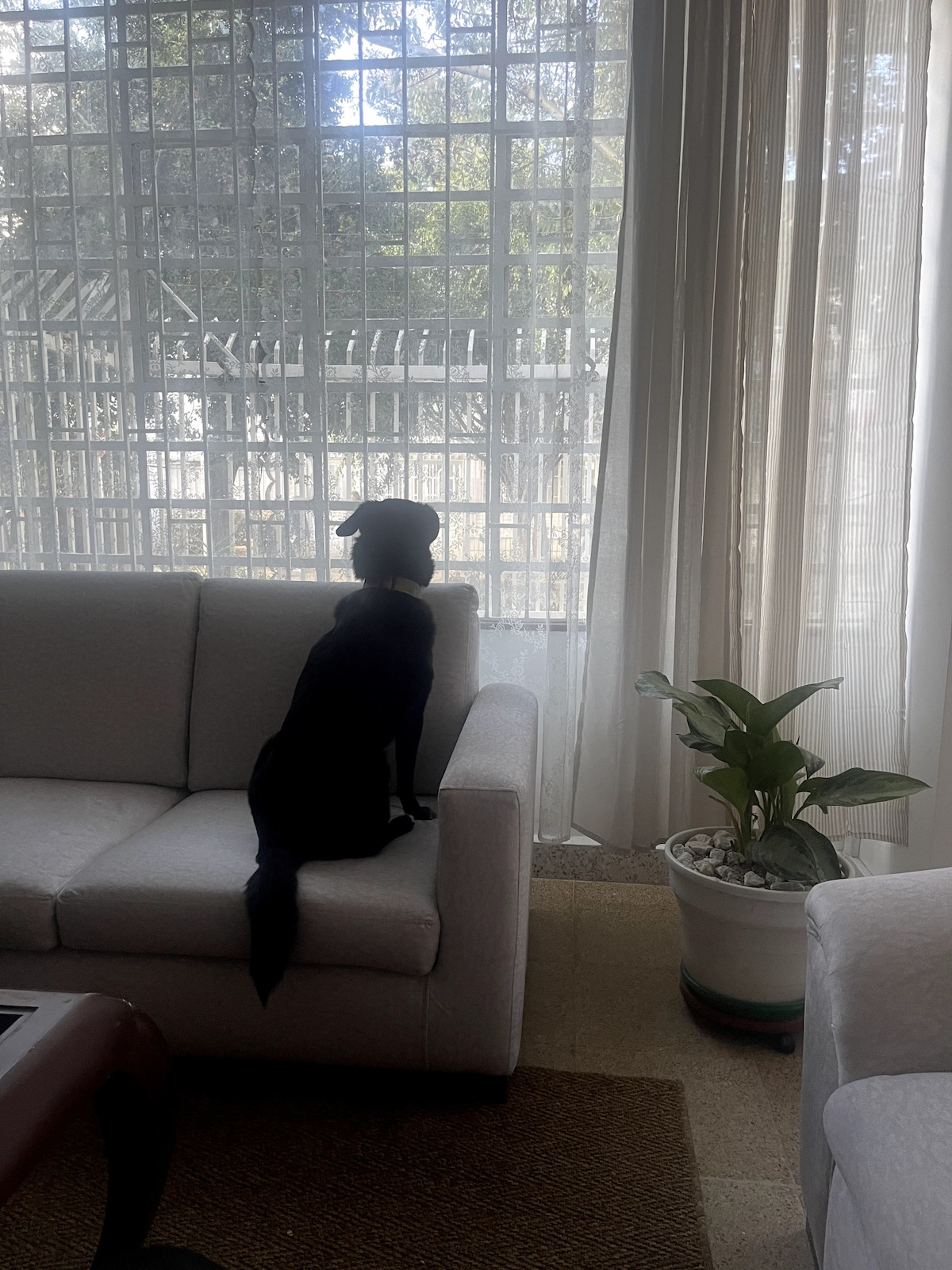 Синото е нашето кученце, понекогаш ќе биде дома