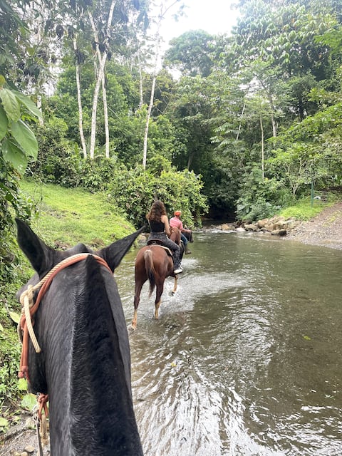 Cacao & Horses Farm Stay with tour included