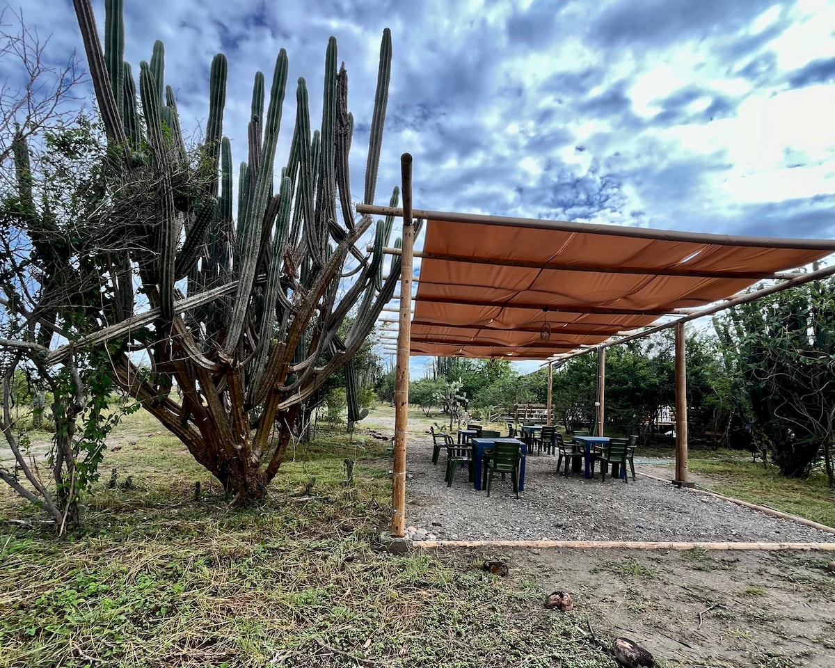 An outdoor dining area is shaded by a large canopy, featuring several black tables and chairs arranged on a gravel surface. A tall cactus stands prominently nearby, contributing to the natural surroundings. The cloudy sky provides a serene backdrop.