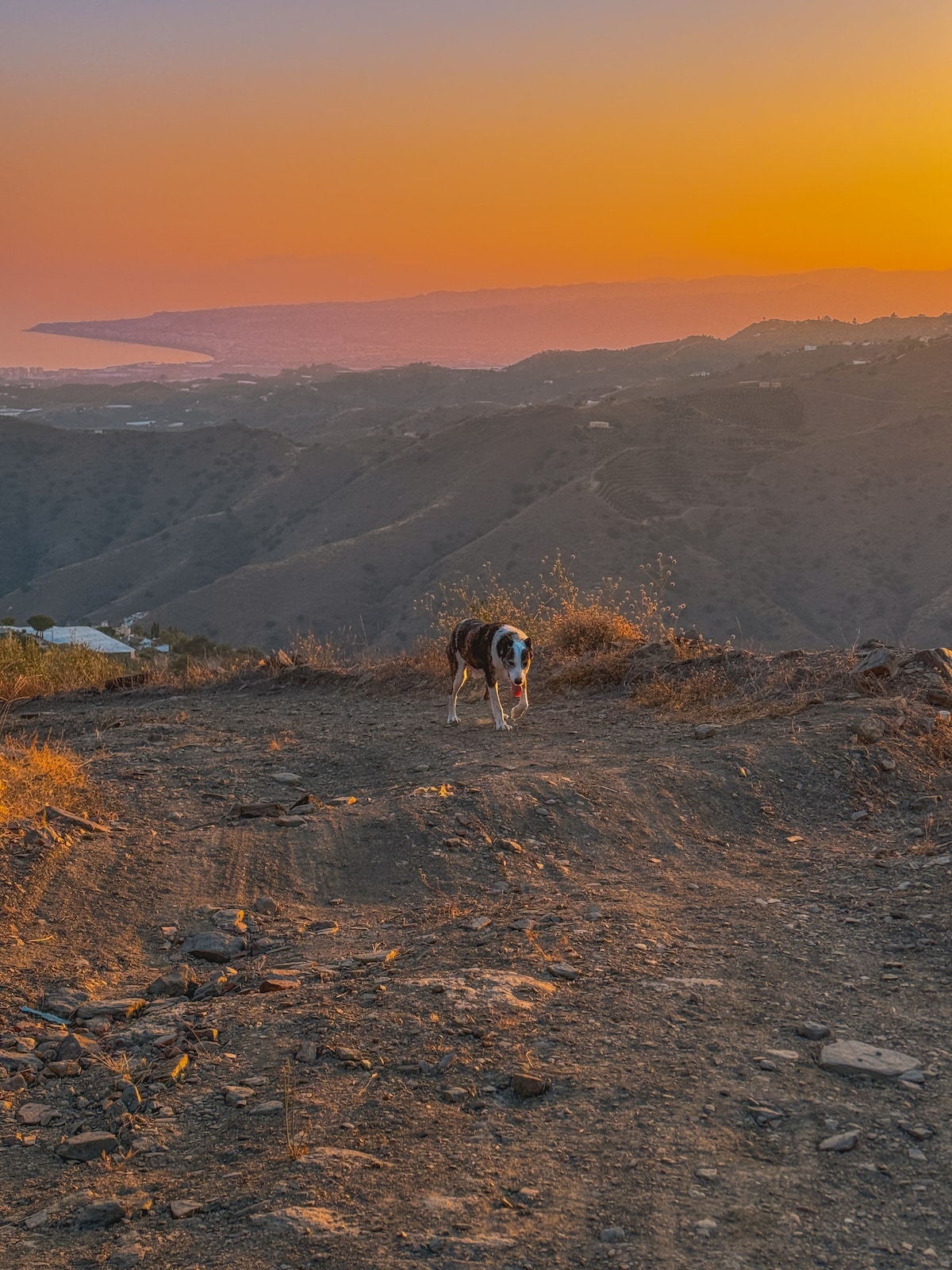 A dog walks along a rugged trail, surrounded by rolling hills and mountain scenery. The sunset casts a warm orange glow over the landscape, with the coastline visible in the distance, creating a serene atmosphere for outdoor exploration.