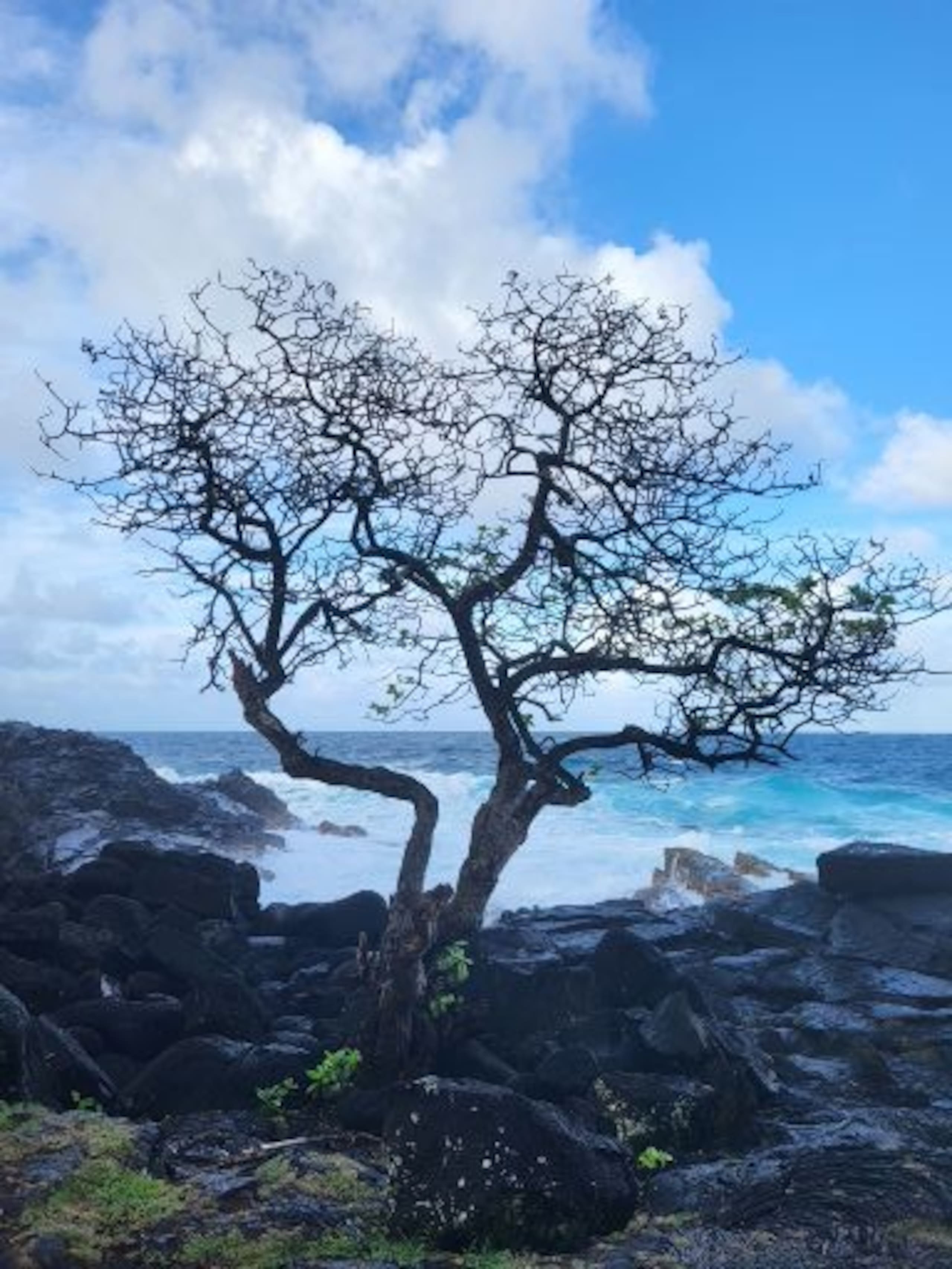 Cabin in Keaau · ★5.0 · 1 bedroom · 1 bed · 1 private bath - Image 11