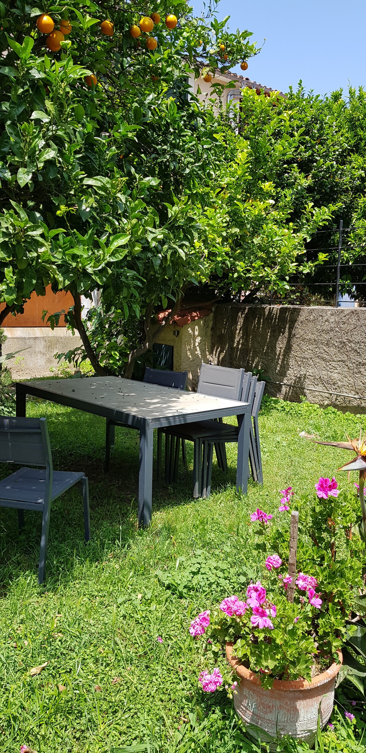 A green garden area features a wooden table surrounded by several chairs, inviting outdoor dining. An orange tree provides shade and fruit above, while pink flowers bloom in a pot nearby, contributing to the serene outdoor setting.
