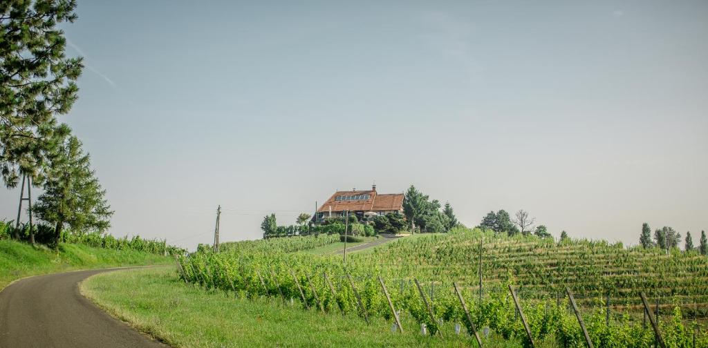 A winding road leads to a charming building situated atop a gentle hill, surrounded by extensive vineyards. The landscape features neatly arranged rows of grapevines, with lush greenery under a clear sky that enhances the tranquil rural setting.