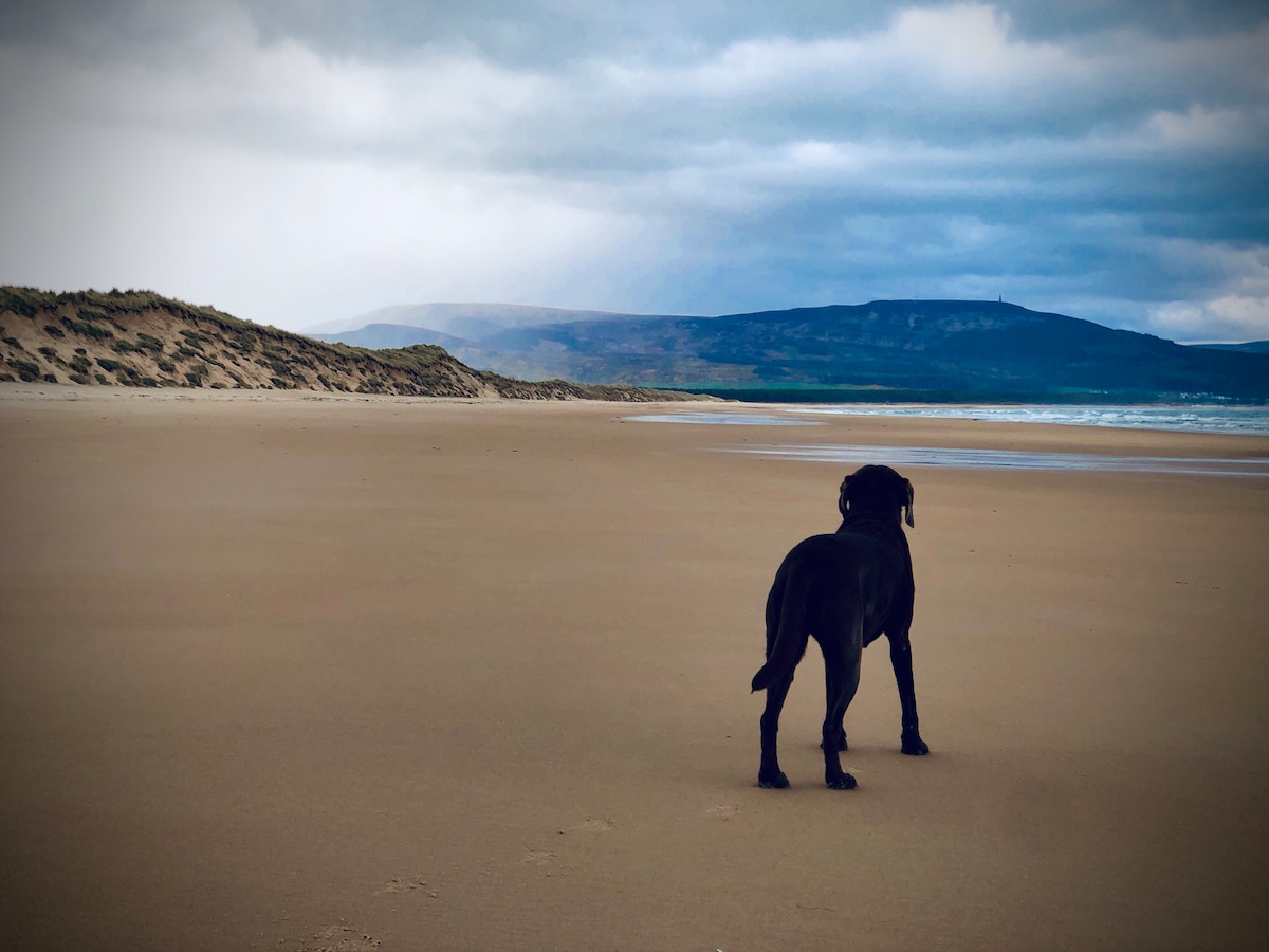 A black dog stands on a sandy beach, gazing towards the distant hills under a cloudy sky. The expansive shoreline is bordered by gentle dunes, creating a serene atmosphere. The ocean waves can be seen in the background, adding to the natural landscape.