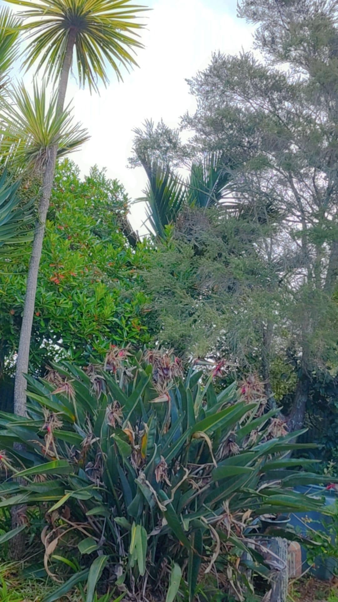 Lush greenery is featured prominently, with various palm trees and dense foliage creating a natural setting. Multi-layered plants showcase a mix of textures, colors, and heights, offering a sense of privacy. The image captures the serene atmosphere of the outdoor space.