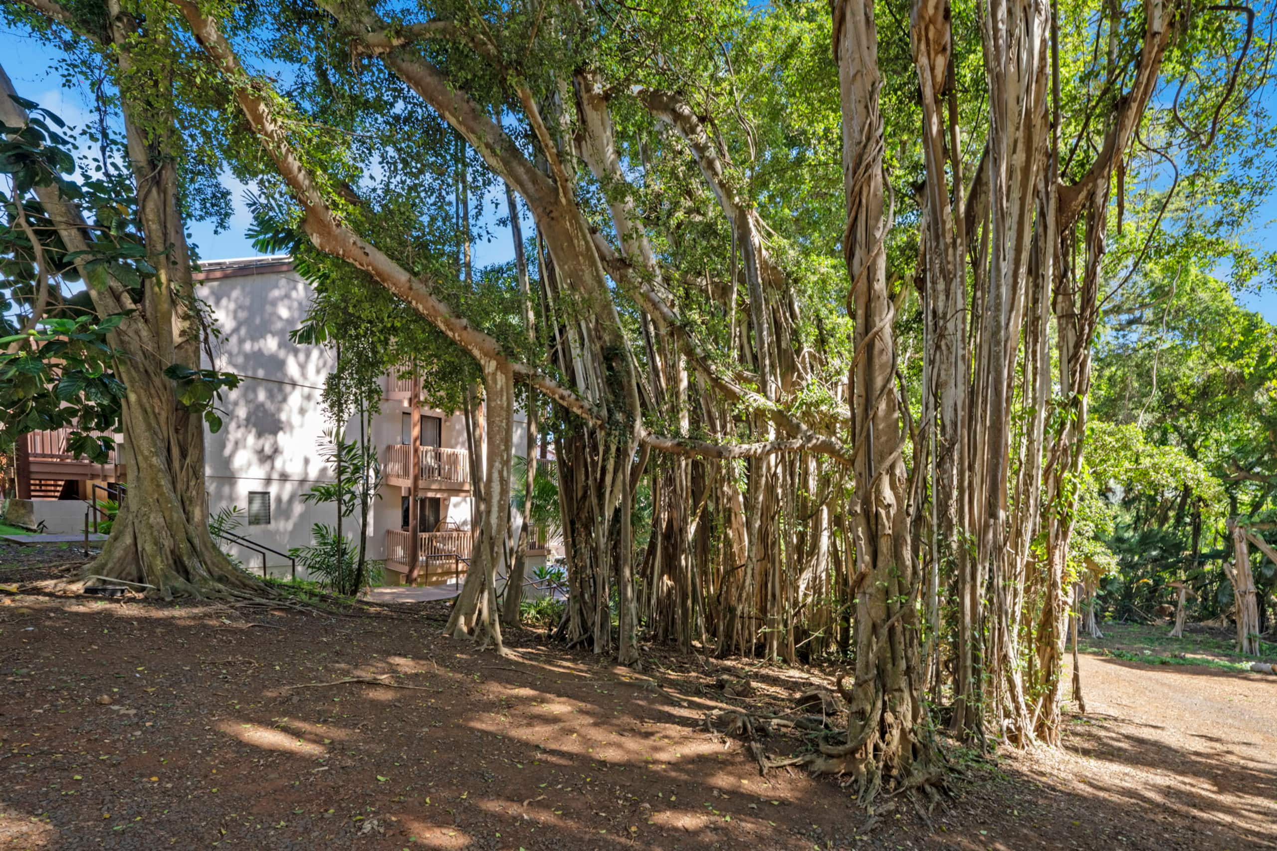 Home in Lihue · ★4.97 · 2 bedrooms · 4 beds · 2 private baths - Image 66