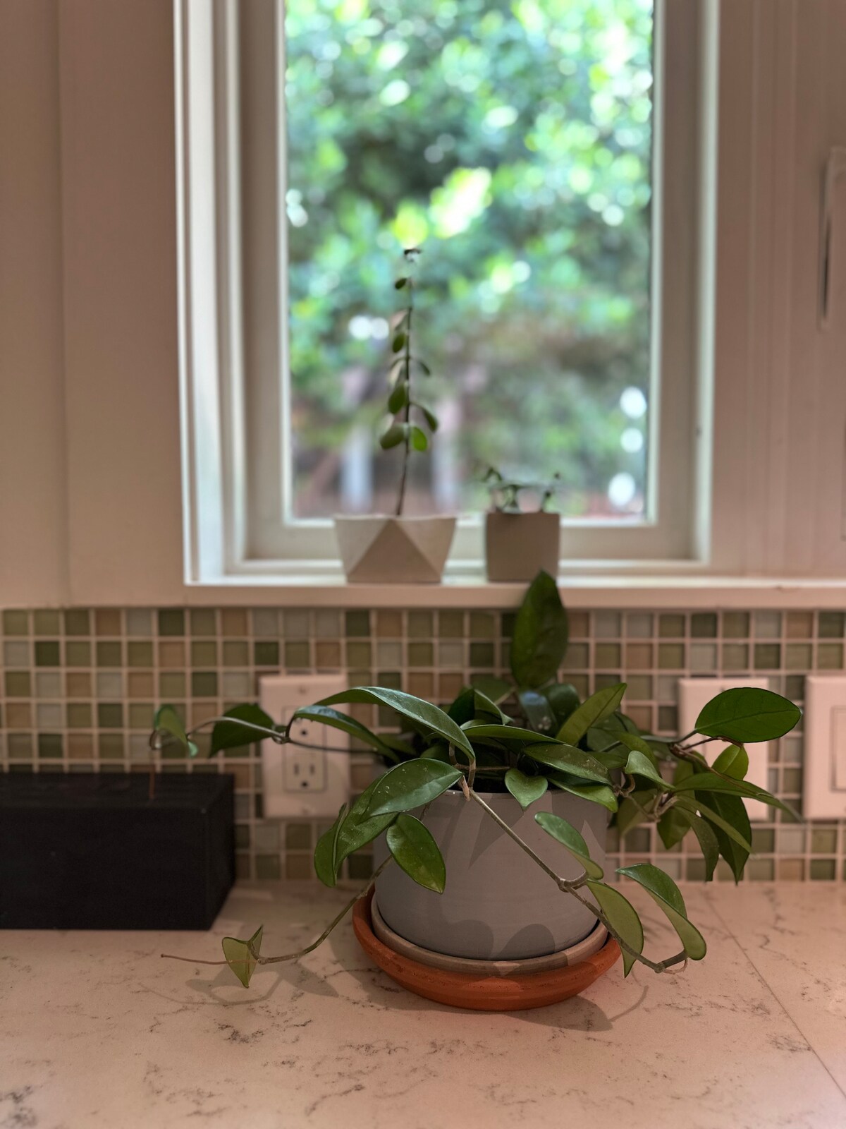 Shaded Austin Oasis