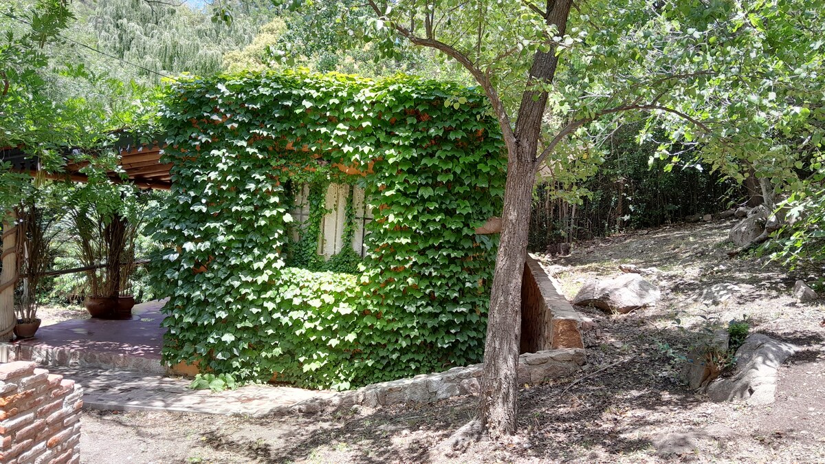A house is enveloped in vibrant green vines, blending harmoniously with the surrounding trees and lush vegetation. The structure features large windows that allow natural light to filter in, while a shaded area is provided by a nearby tree.