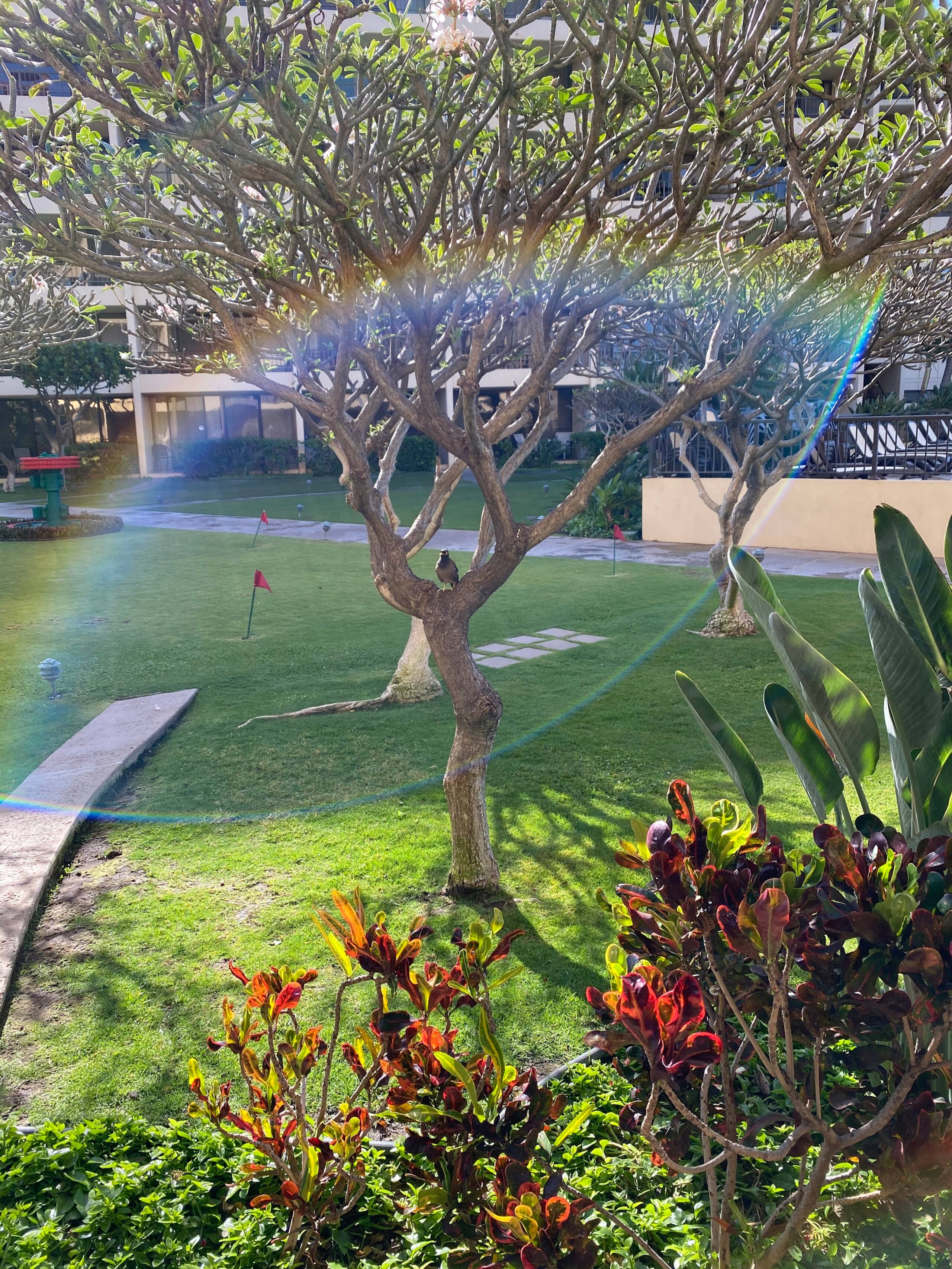 Condo in Kihei · ★4.89 · 1 bedroom · 1 bed · 1 bath - Image 30