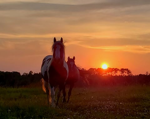 Mountain view "Moose" Ranch Cabin