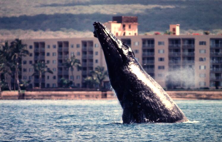 Menehune Shores 114 Oceanfront Paradise! Full A/C! gallery image 3