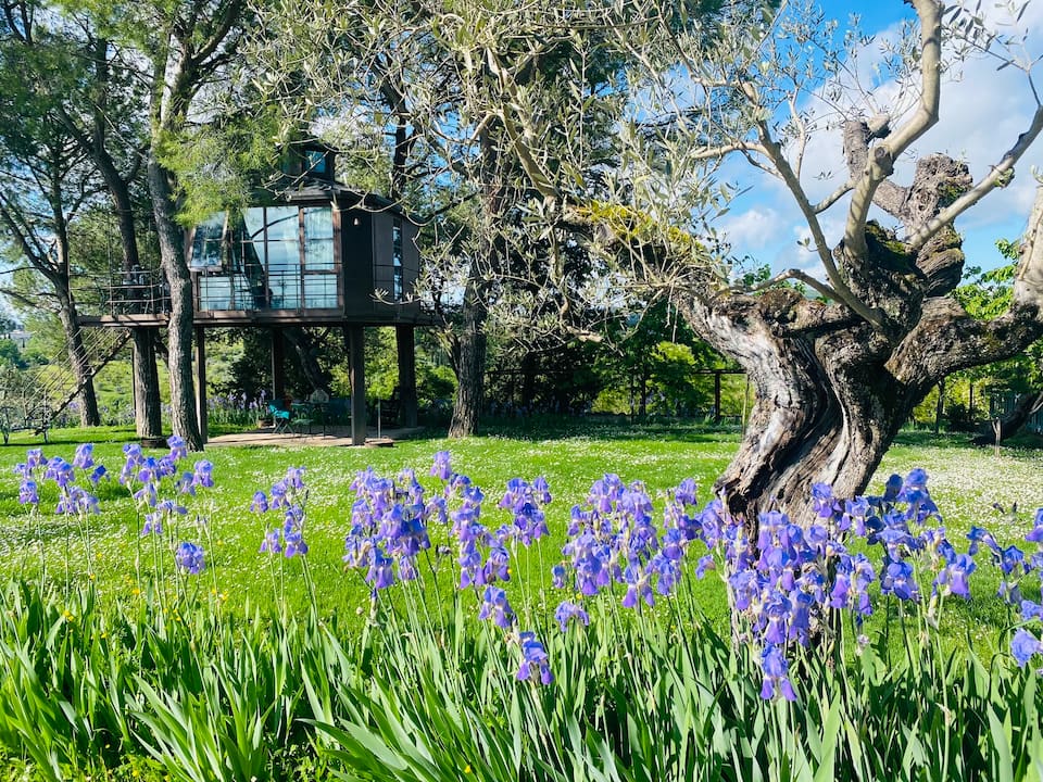 A glass treehouse in an olive grove, Florence, Tuscany, Italy, photo 10 of 10