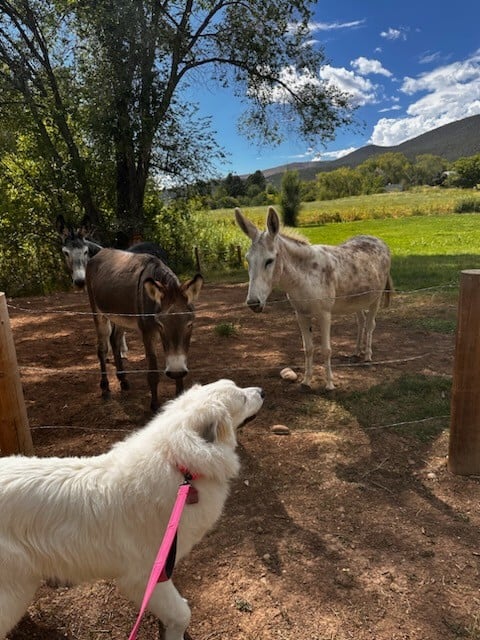 Farmhouse with Fantastic Views overlooking Paonia