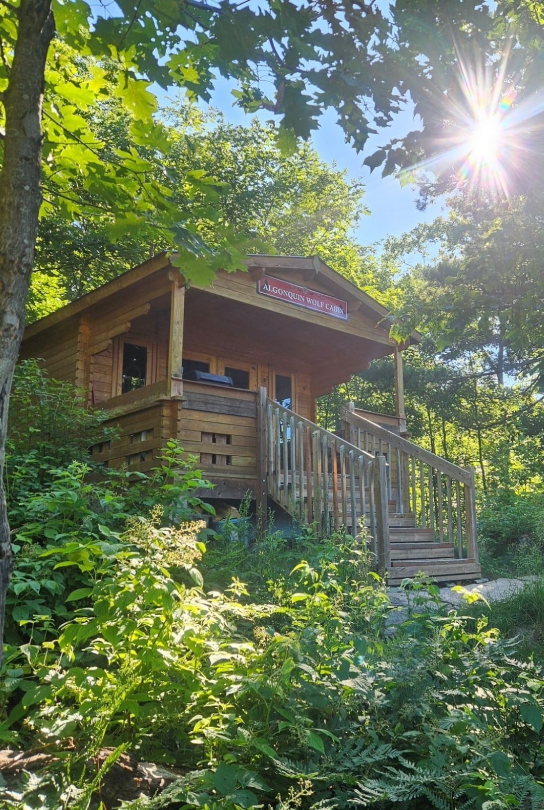 A rustic cabin emerges from the surrounding greenery, featuring a welcoming wooden deck with stairs leading to the entrance. Sunlight filters through the trees, casting gentle rays onto the structure and its vibrant surroundings.