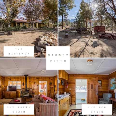 Stoney Pines - A Pine Tree Oasis in The Desert