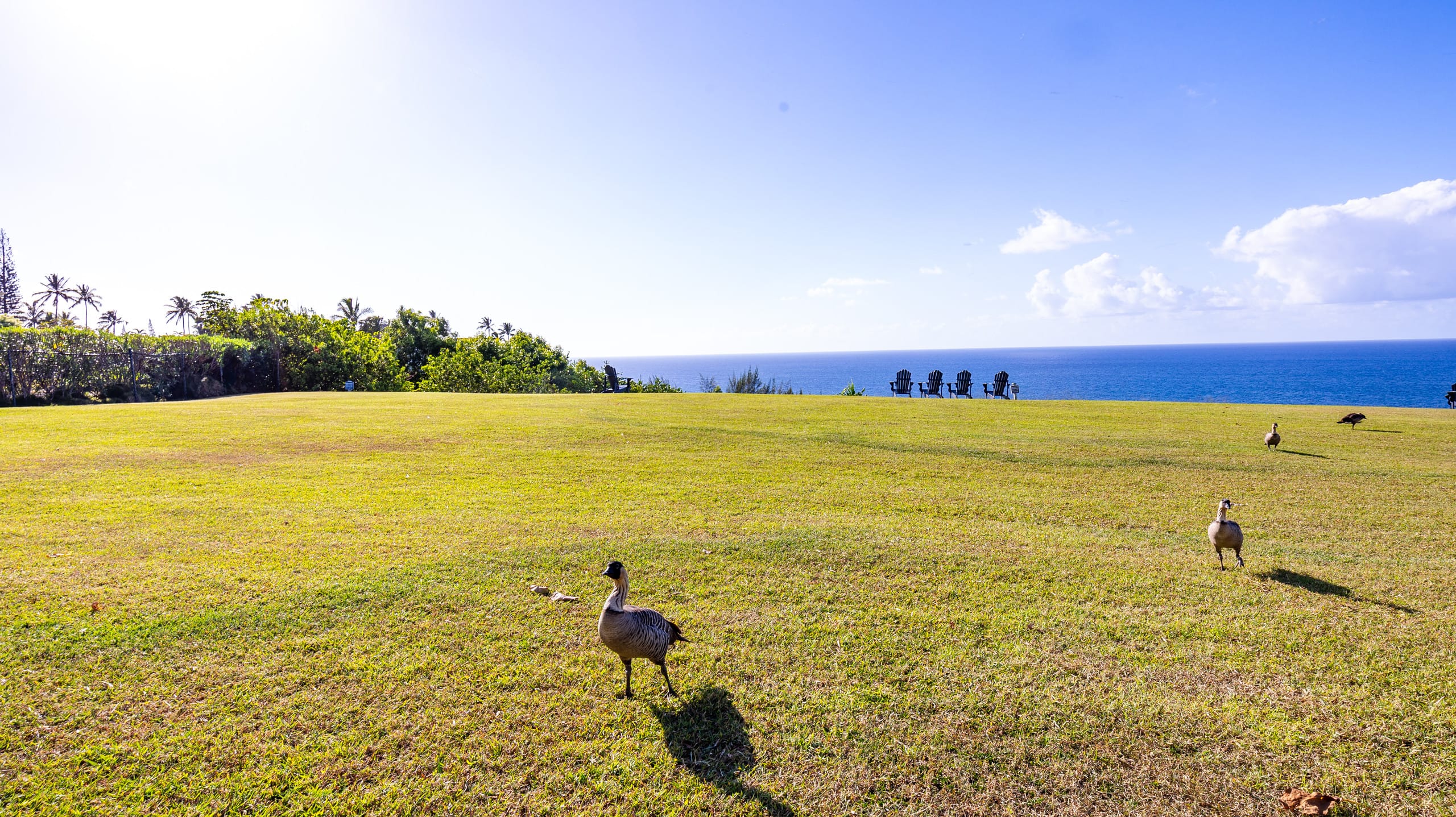 Romantic Island Condo *Jungle Views - Image 31
