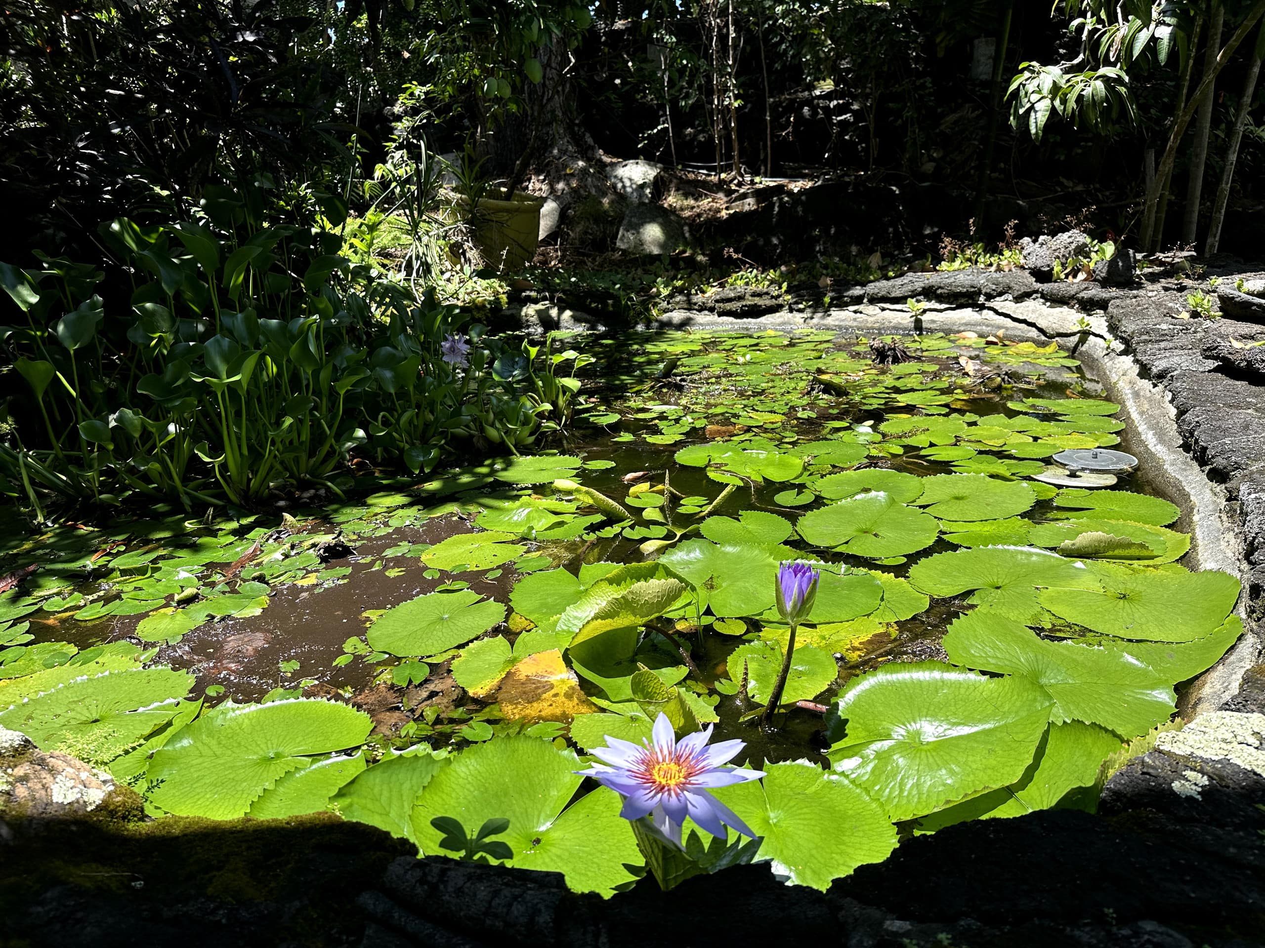 Manini Mermaid Paradise at Kealakekua Bay - Photo 20