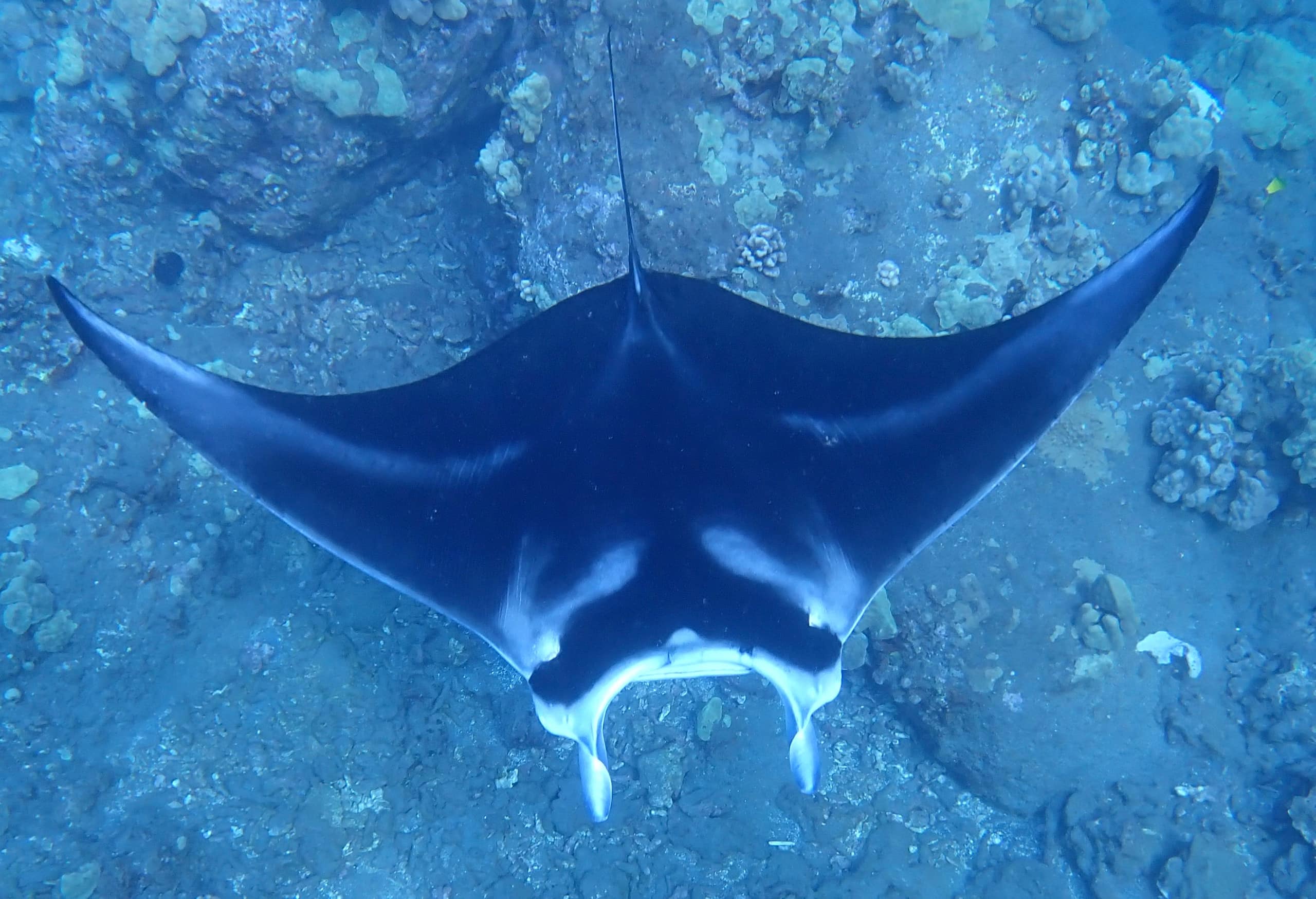 Manini Mermaid Paradise at Kealakekua Bay - Photo 21