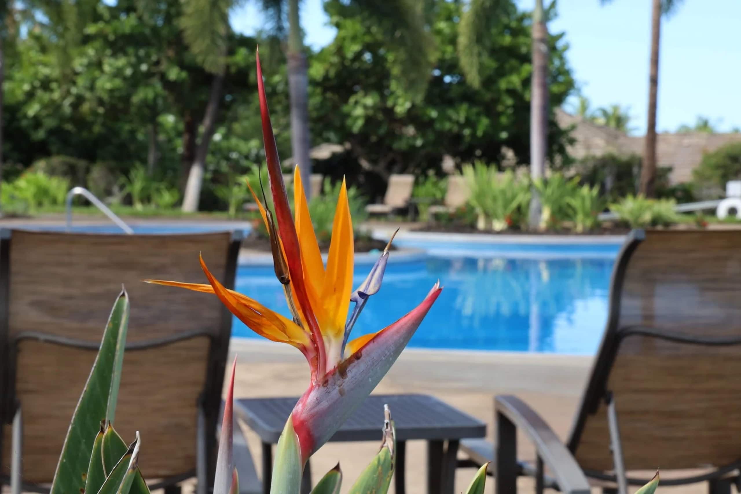 Home in Waimea · ★4.95 · 3 bedrooms · 5 beds · 2.5 baths - Image 9