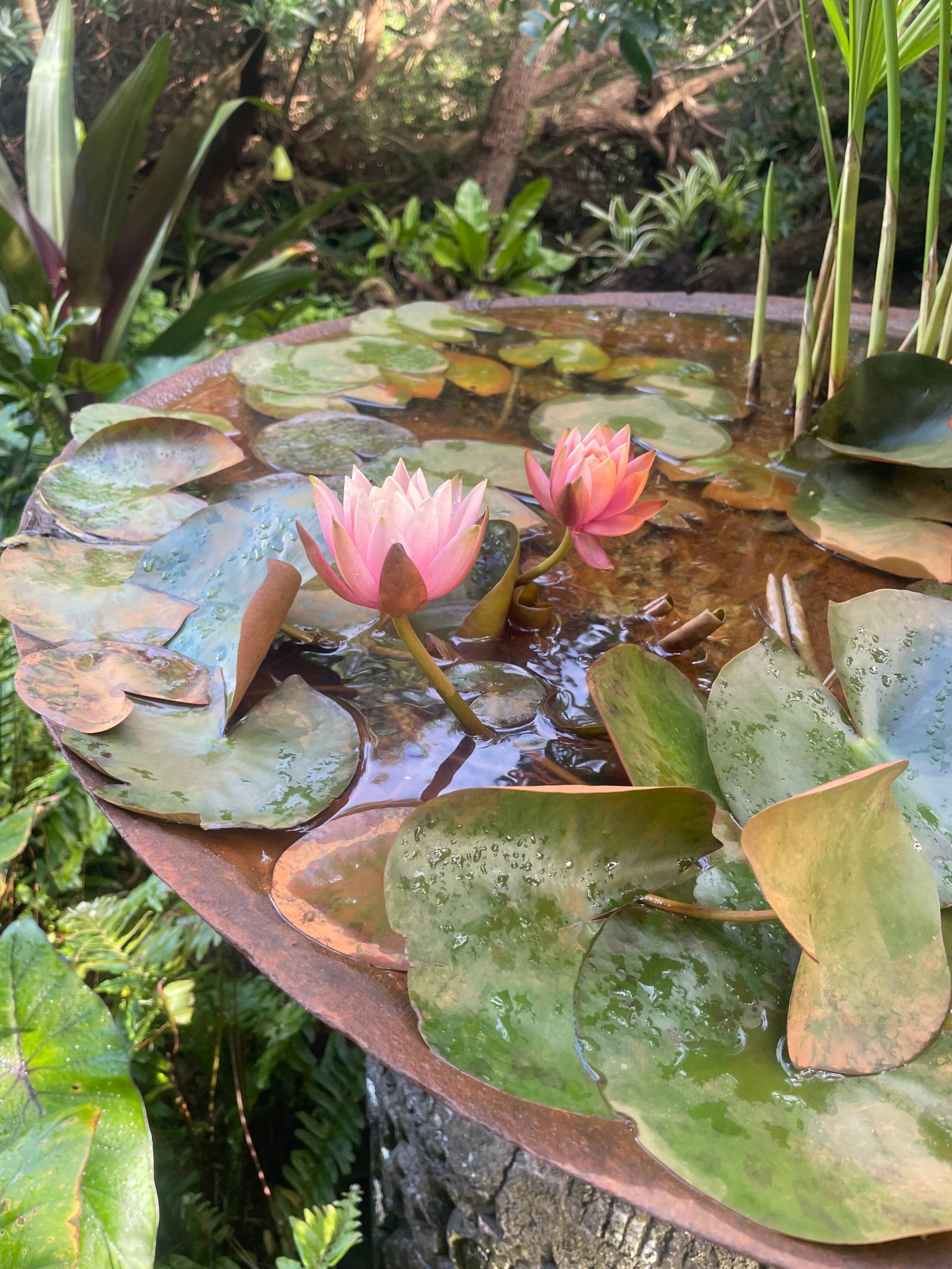 Nature Oasis, Ponds, Gardens, Green Sands Beach - Photo 16