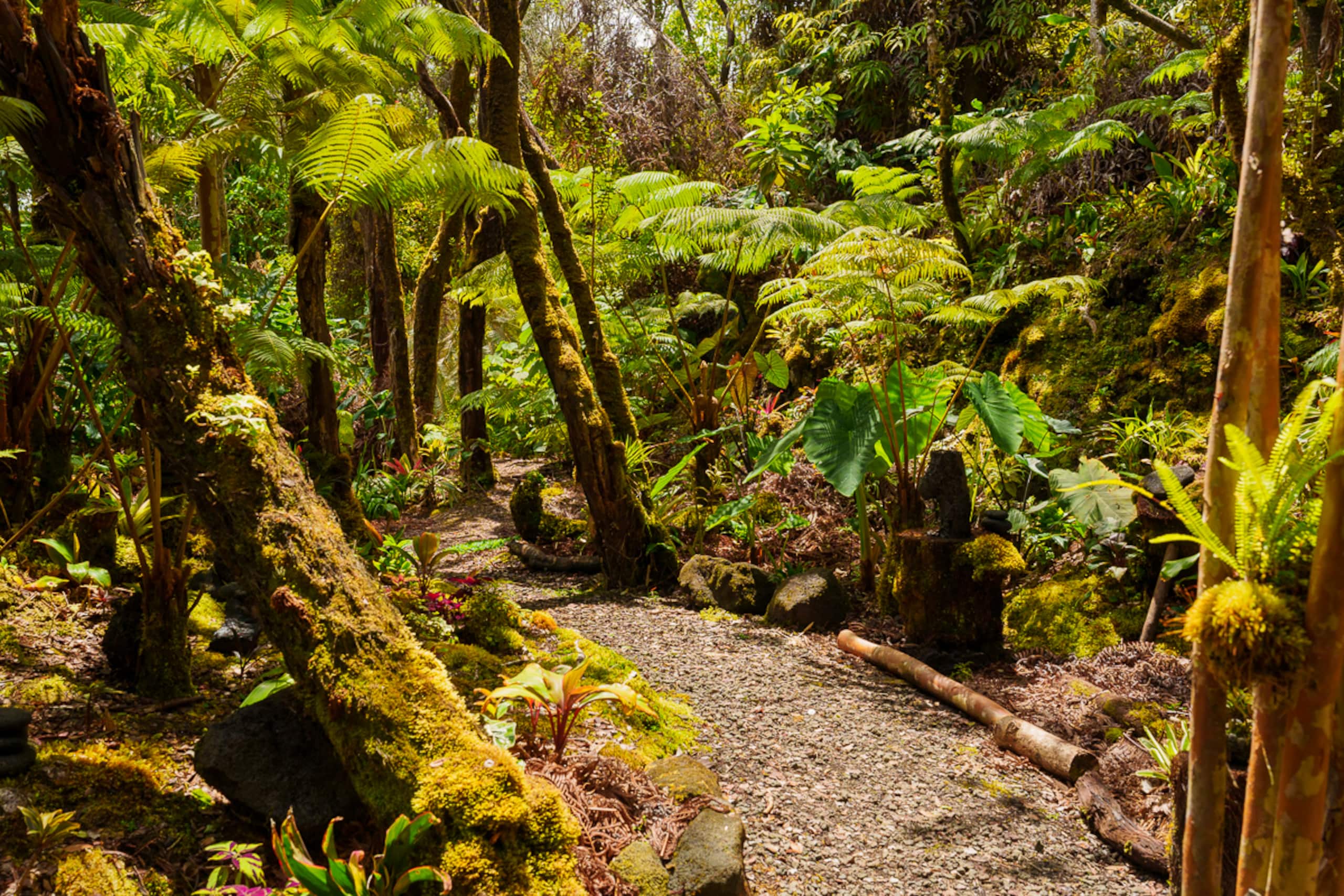 Cabin in Volcano · ★4.82 · 1 bedroom · 1 bed · 1 bath - Image 12