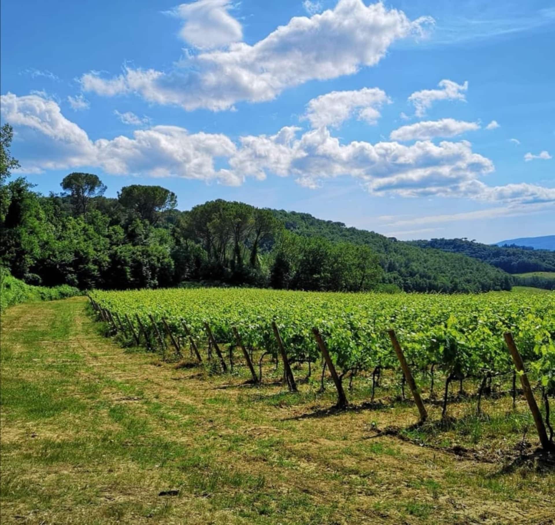 Apartment in The Heart of Chianti hills