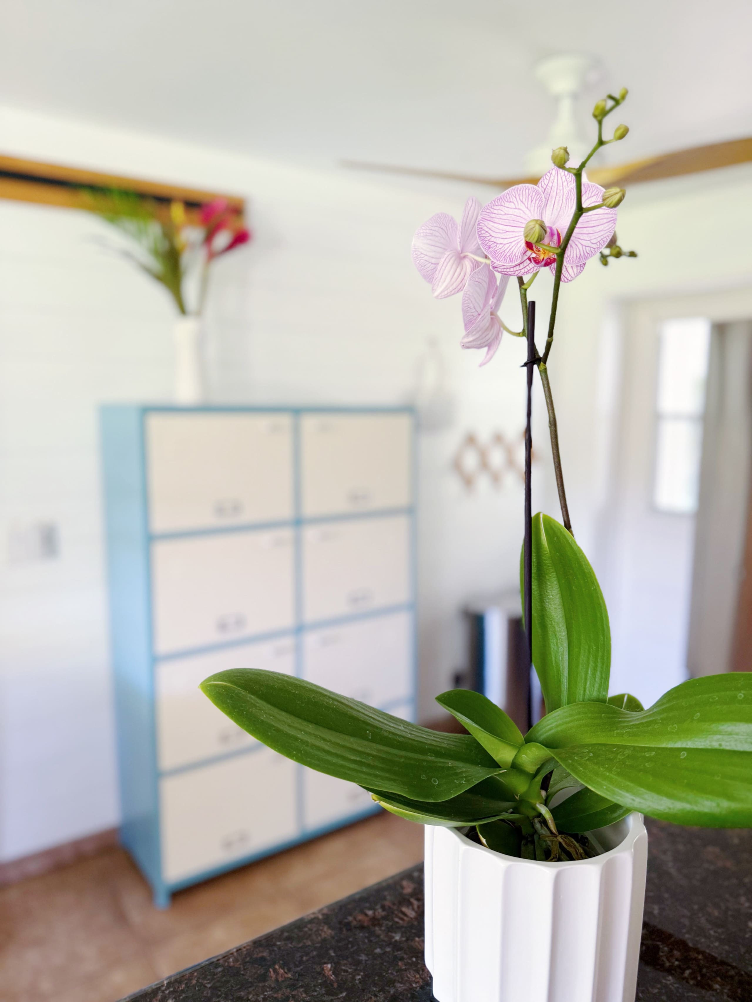 Secluded 3bd/2ba Beach Bungalow in Central Kihei - Image 21