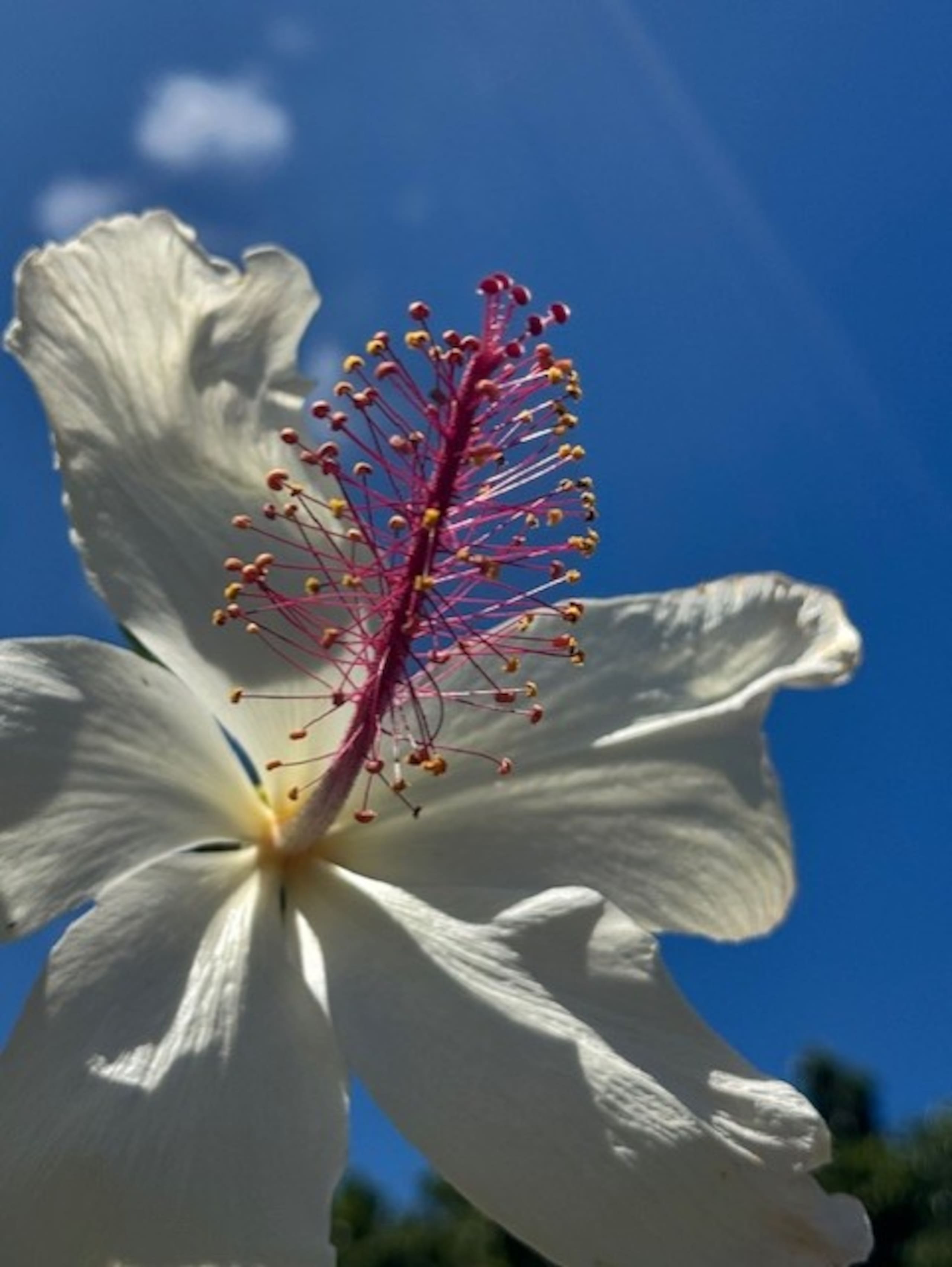 Home in Maui County · ★4.84 · 2 bedrooms · 2 beds · 2 baths - Image 7