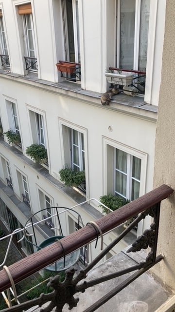 A view from a balcony showcases a peaceful courtyard flanked by buildings adorned with large windows. Potted plants add greenery to the facade, while a cat is seen resting on the ledge, offering a glimpse of local life in the bustling Marais district.