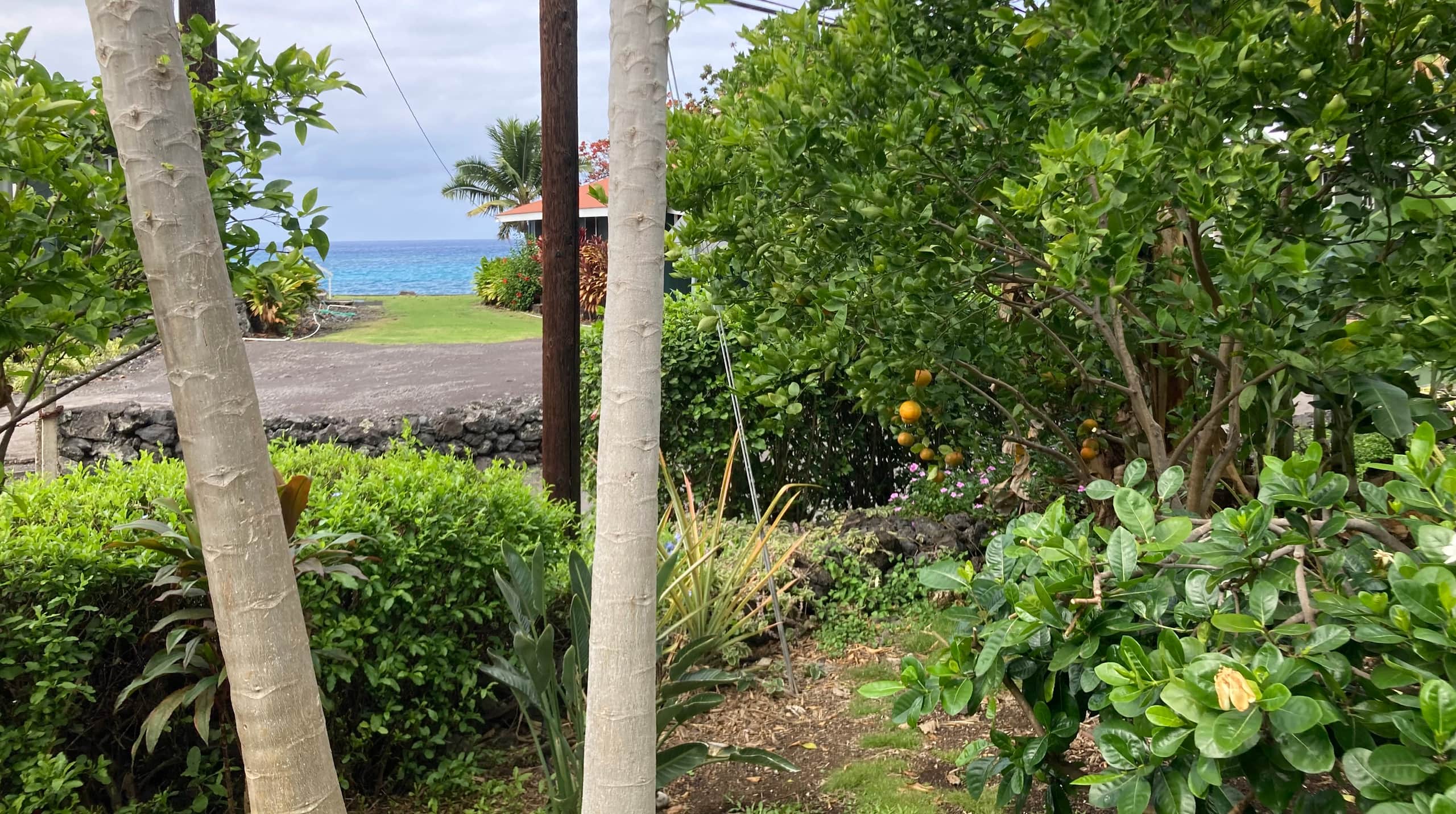 Dolphins visit Kealakekua Bay - Photo 37