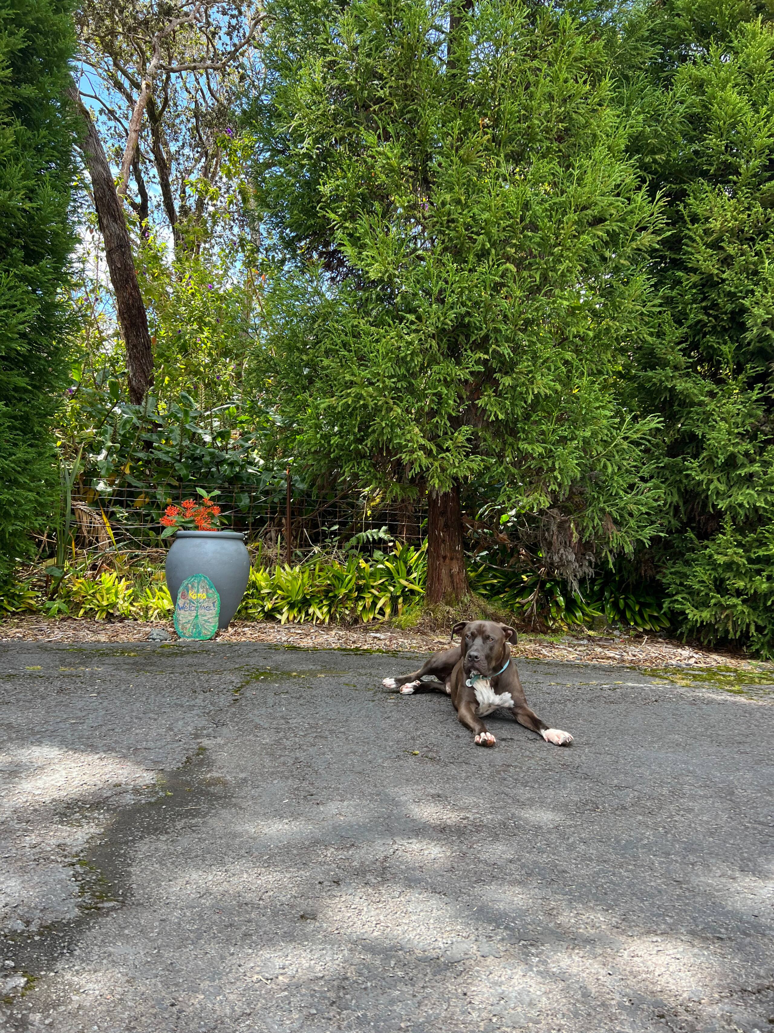 Guesthouse in Volcano · ★4.81 · 1 bedroom · 1 bed · 1 private bath - Image 67