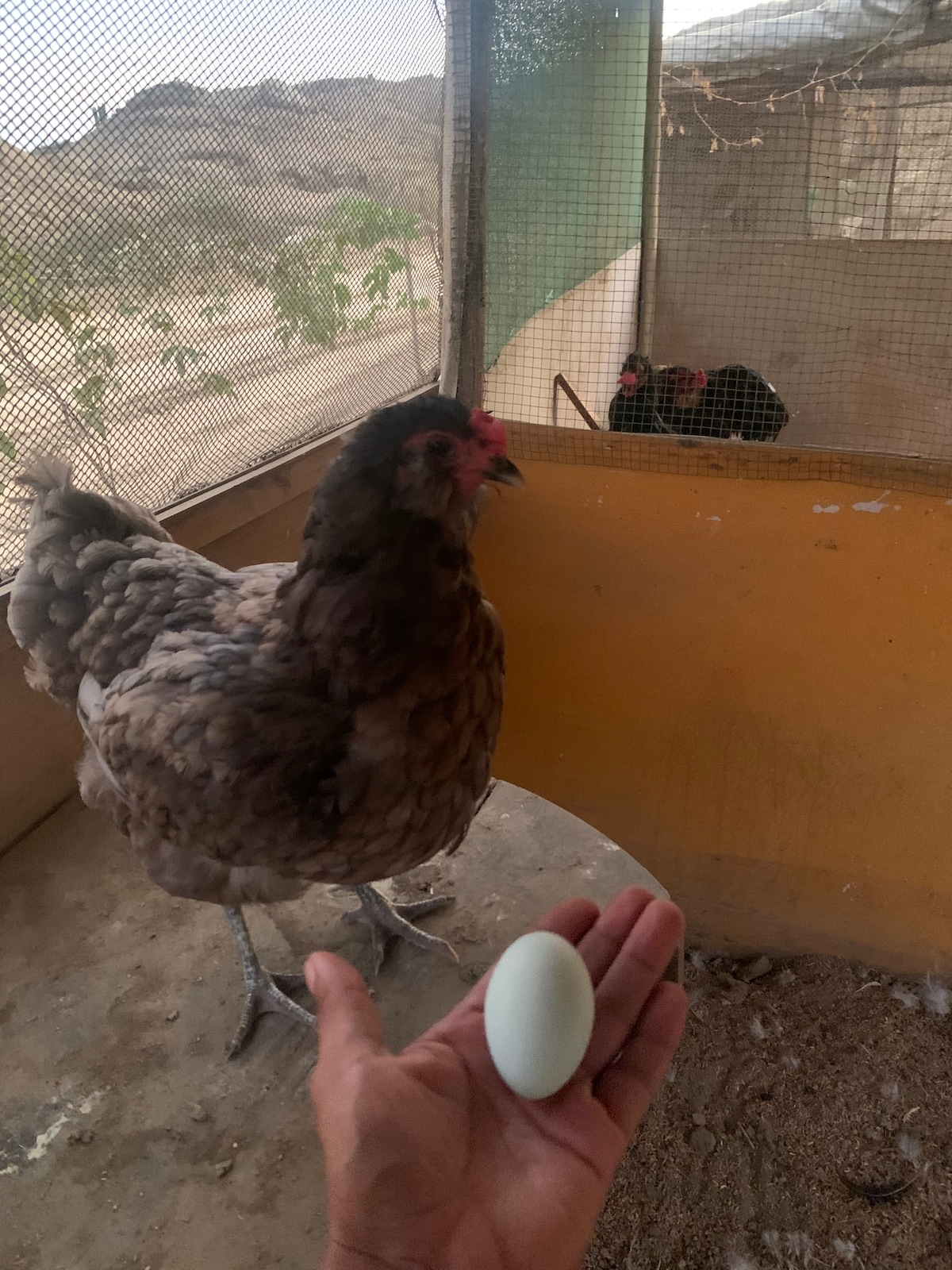 A hand is extended towards a soft, light blue egg resting in the palm. In the background, a chicken coop is visible, featuring two chickens inside a separate enclosure. A brown hen is prominently positioned in the foreground, showcasing its textured plumage.