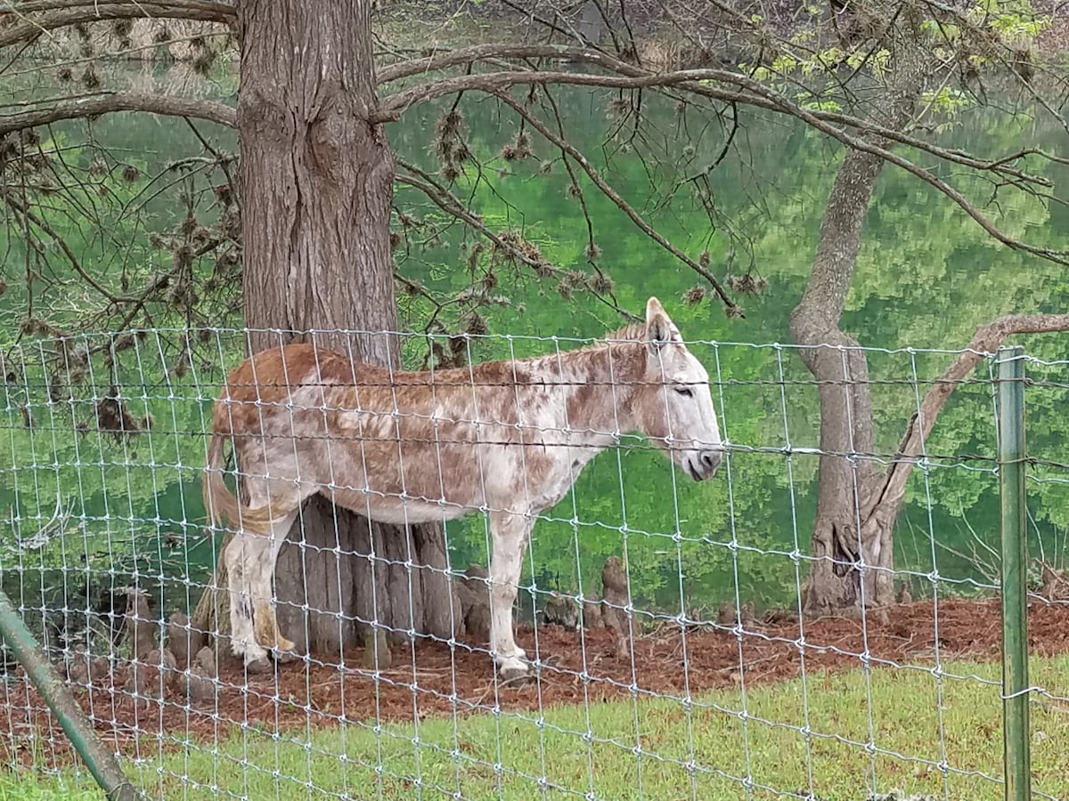 A resident donkey stands beside a tree near a serene, green water backdrop. The animal's coat displays a blend of brown and white, while a fence runs along the foreground, separating the pasture from the viewer.
