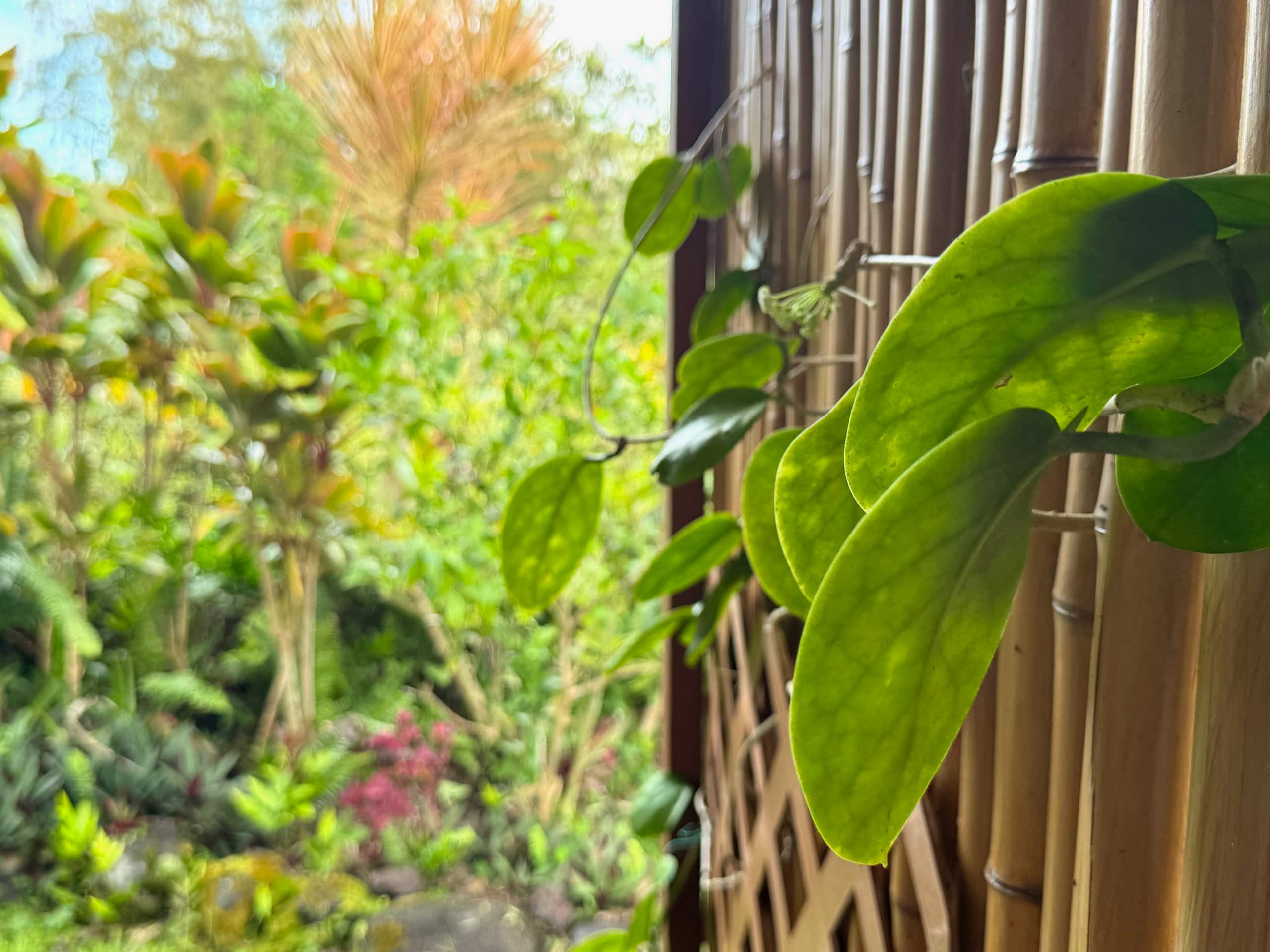Tropical Zen Bungalow - Eco-friendly Retreat - Photo 9