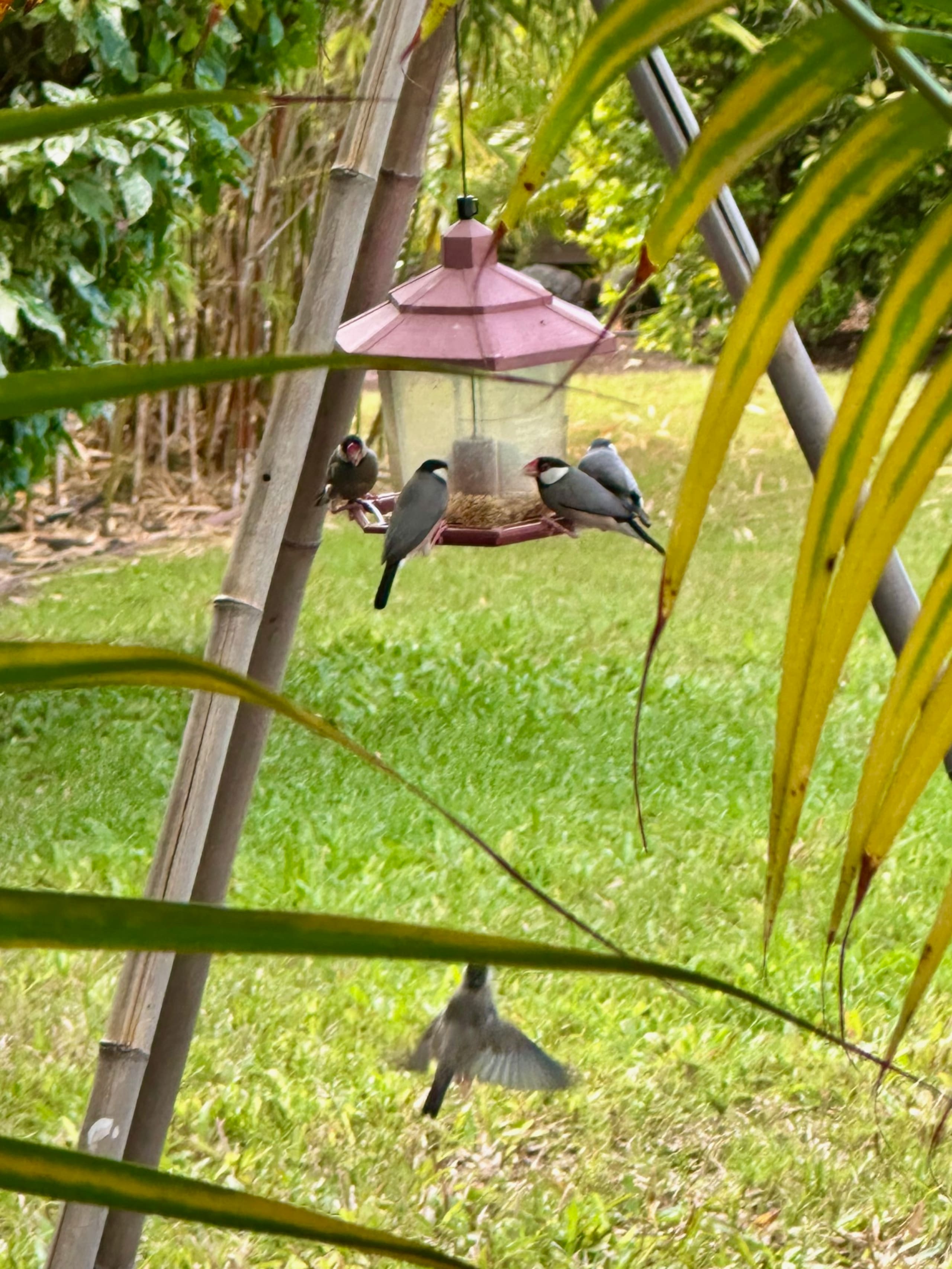 Nansea's Studio: Walk 2 Magic's & Kahalu'u Beaches - Image 17