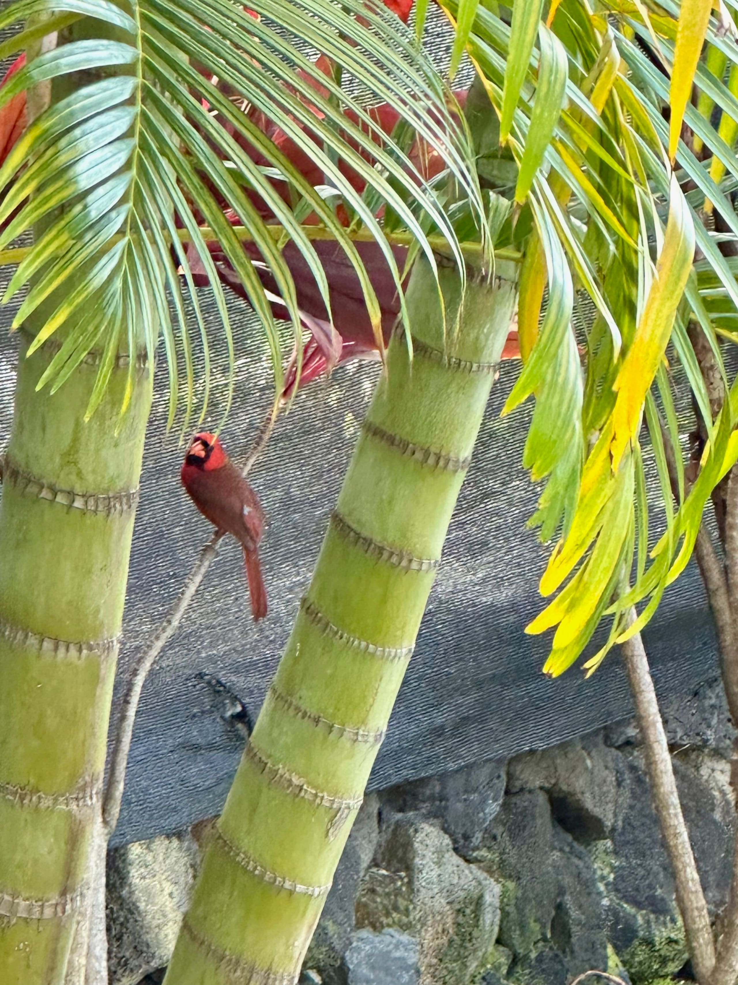 Nansea's Studio: Walk 2 Magic's & Kahalu'u Beaches - Image 16