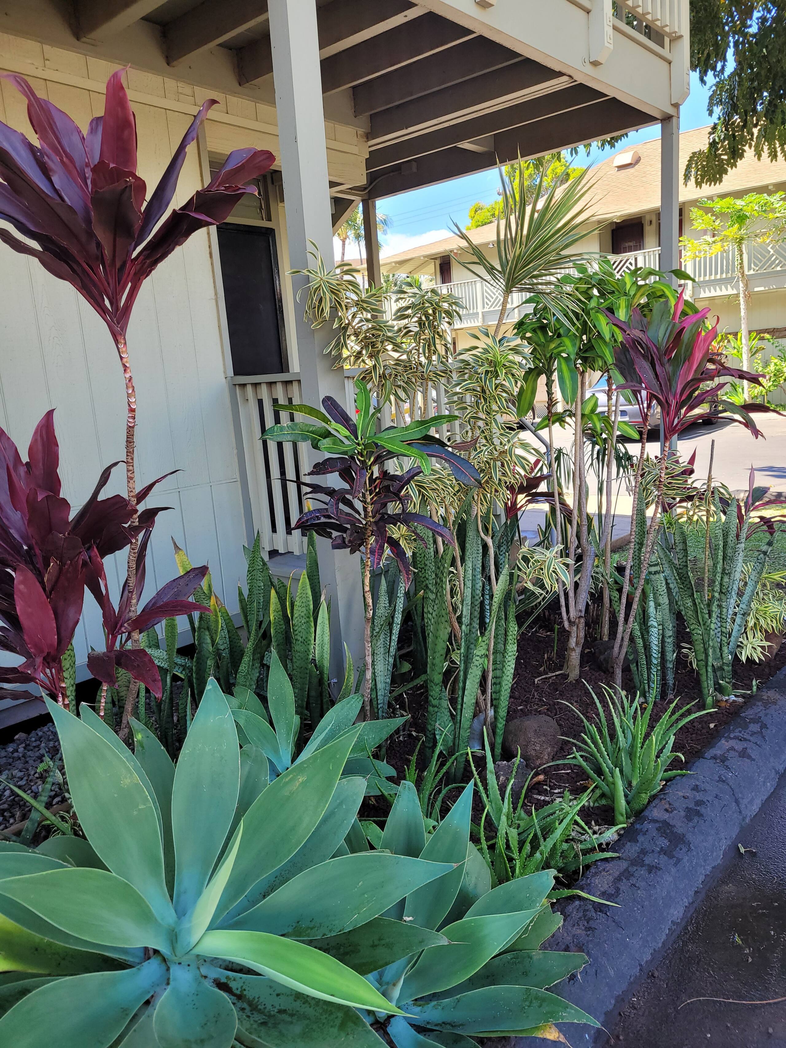 Condo in Kihei · ★4.9 · Studio · 1 bed · 1 bath - Image 15