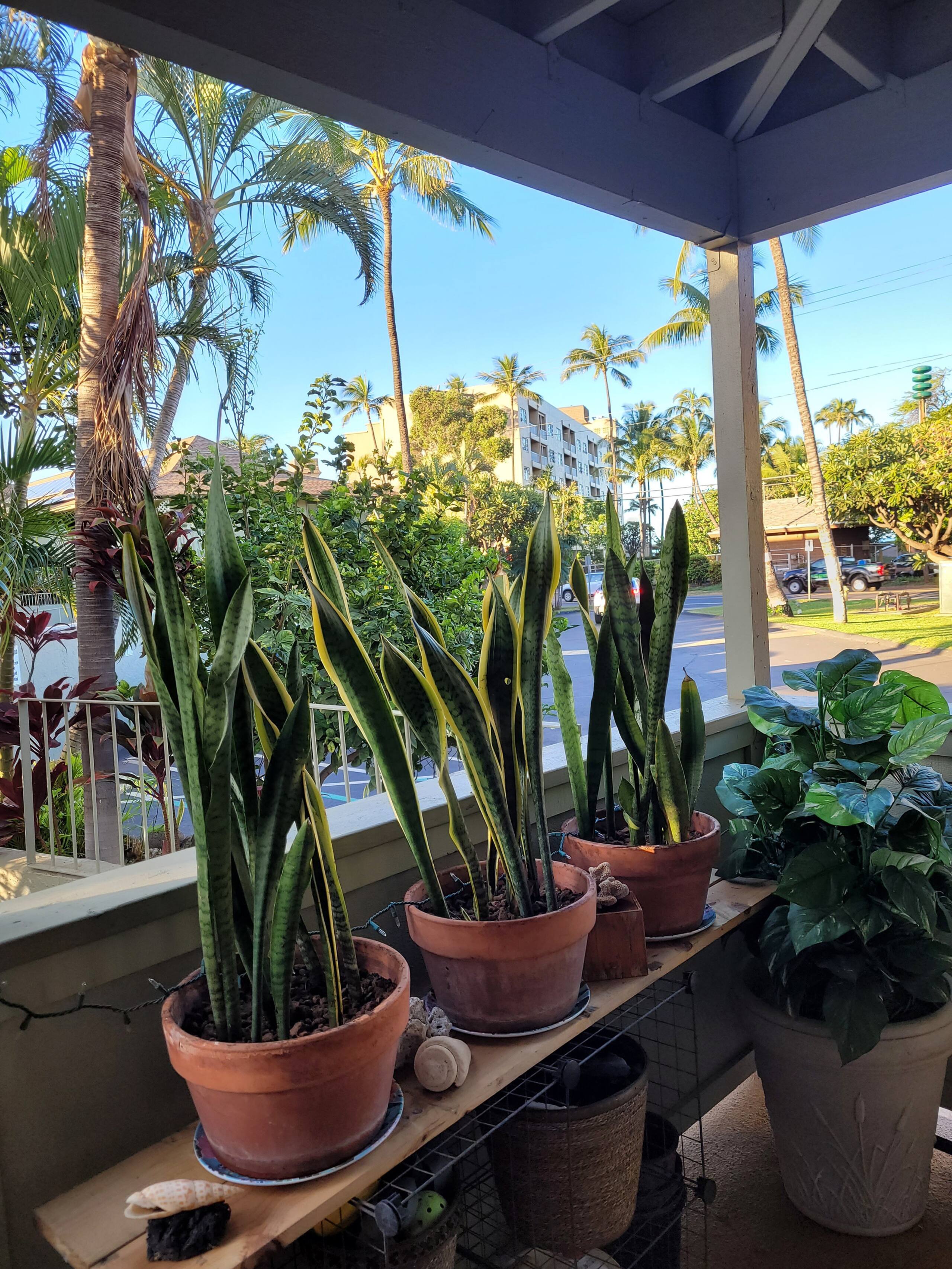 Condo in Kihei · ★4.9 · Studio · 1 bed · 1 bath - Image 11