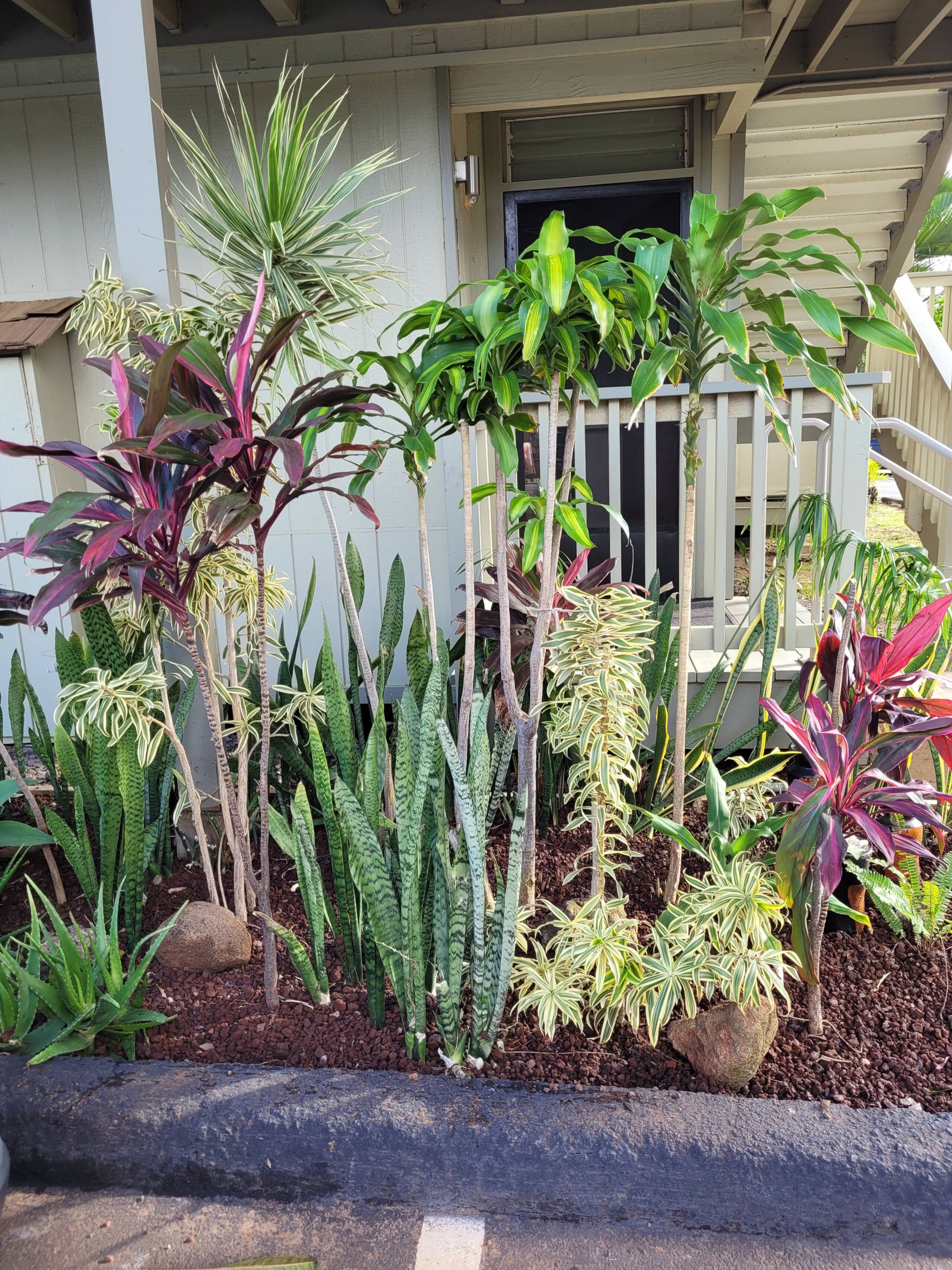 Condo in Kihei · ★4.9 · Studio · 1 bed · 1 bath - Image 13