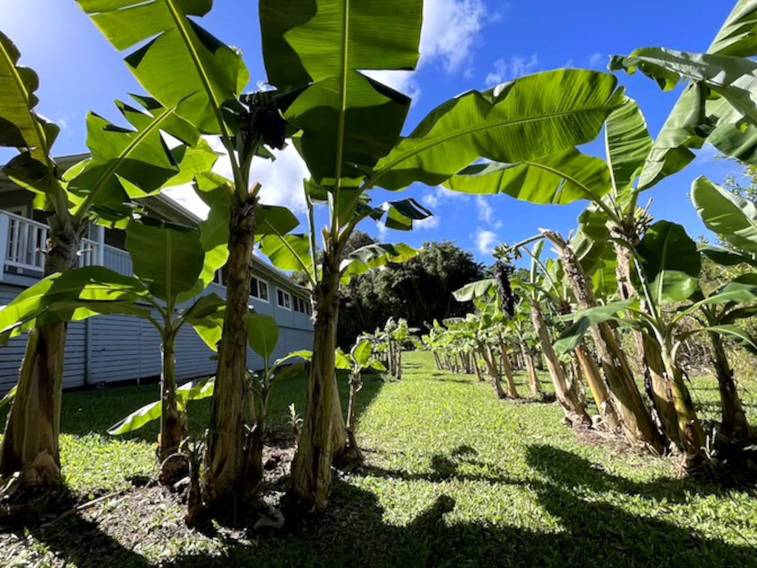 Malie at Haiku Garden Cottages Farm Sanctuary - Photo 17