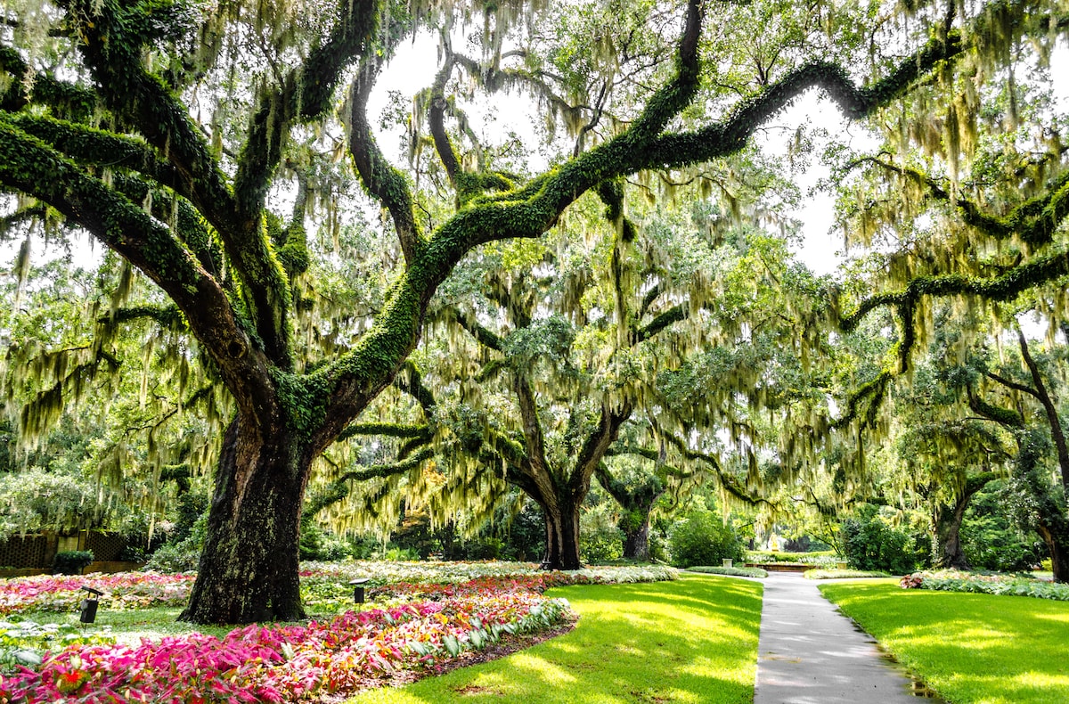 Lush greenery is showcased in a garden featuring large, moss-covered trees. A winding pathway leads through vibrant flower beds, with colorful blooms contrasting against the rich foliage. Sunlight filters through the trees, creating a serene and inviting atmosphere.